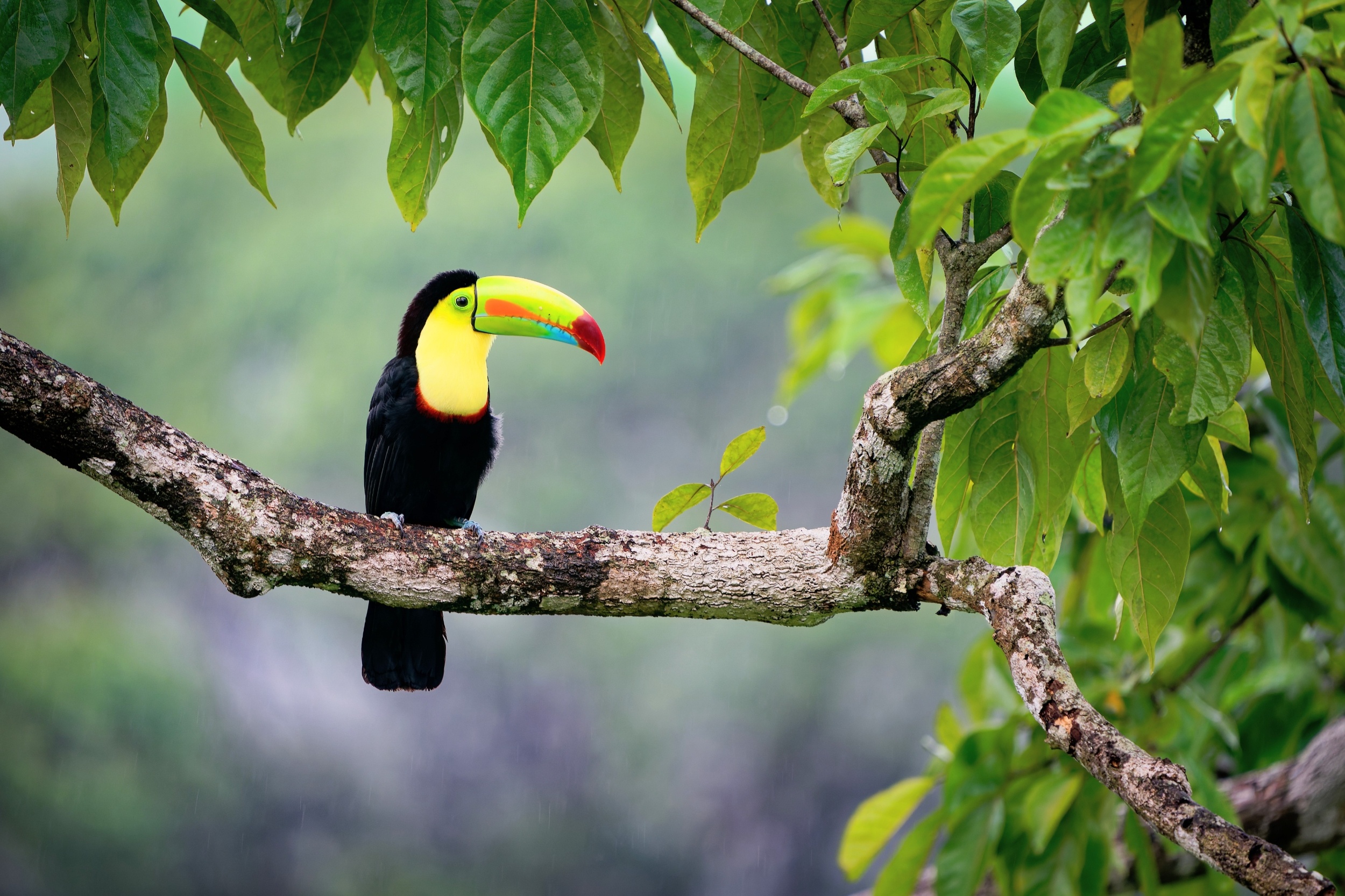 Rainforests aren’t lost forever - life returns faster than expected