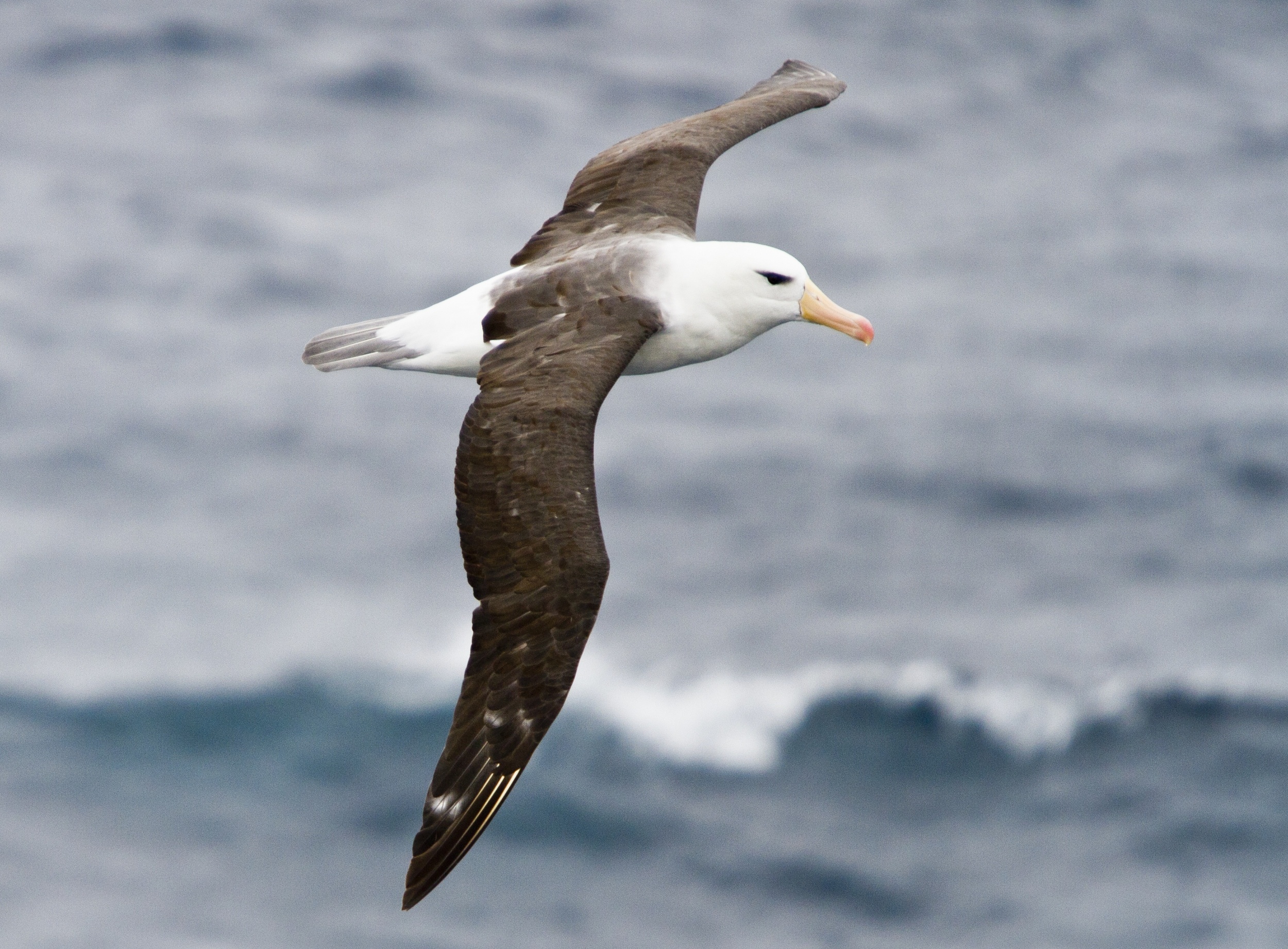 Seabirds reveal hidden mercury pollution across the world’s oceans