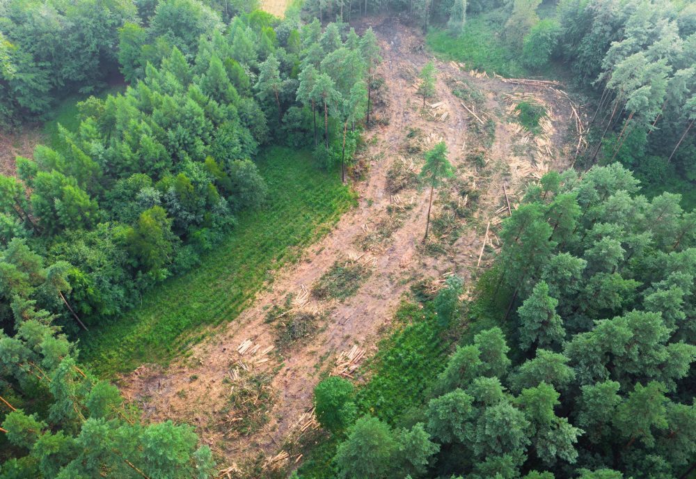 Forest carbon credits may reward countries without cutting deforestation