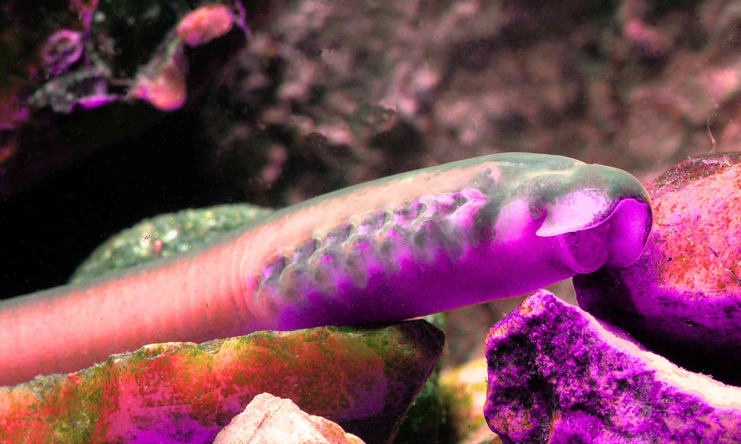 How plants got their thorns: A genetic mystery solved