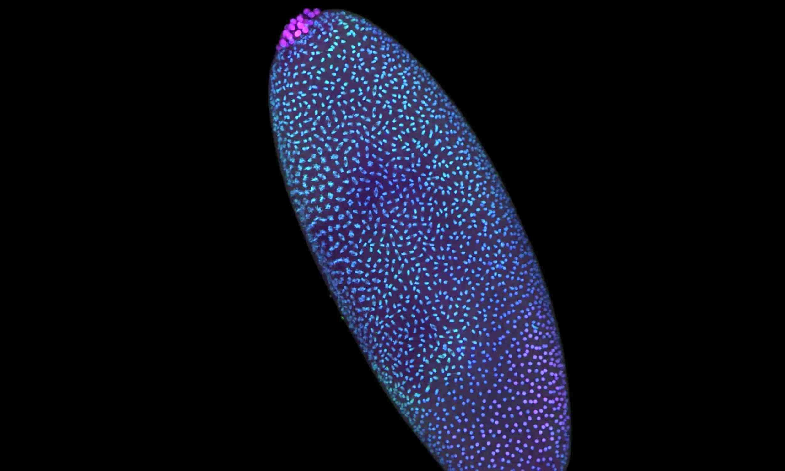 DNA doesn’t need activation, reshaping the story of how life began