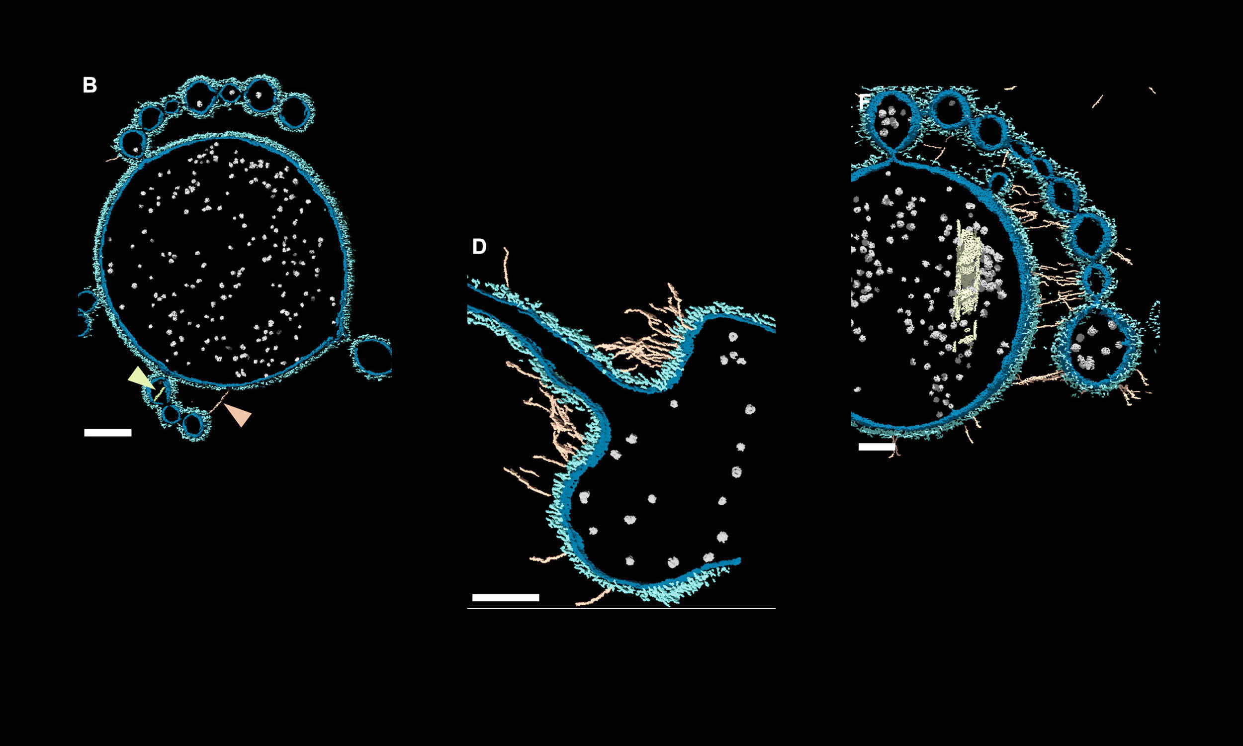 Microbes found in ‘living fossils’ hold insights into how complex life began