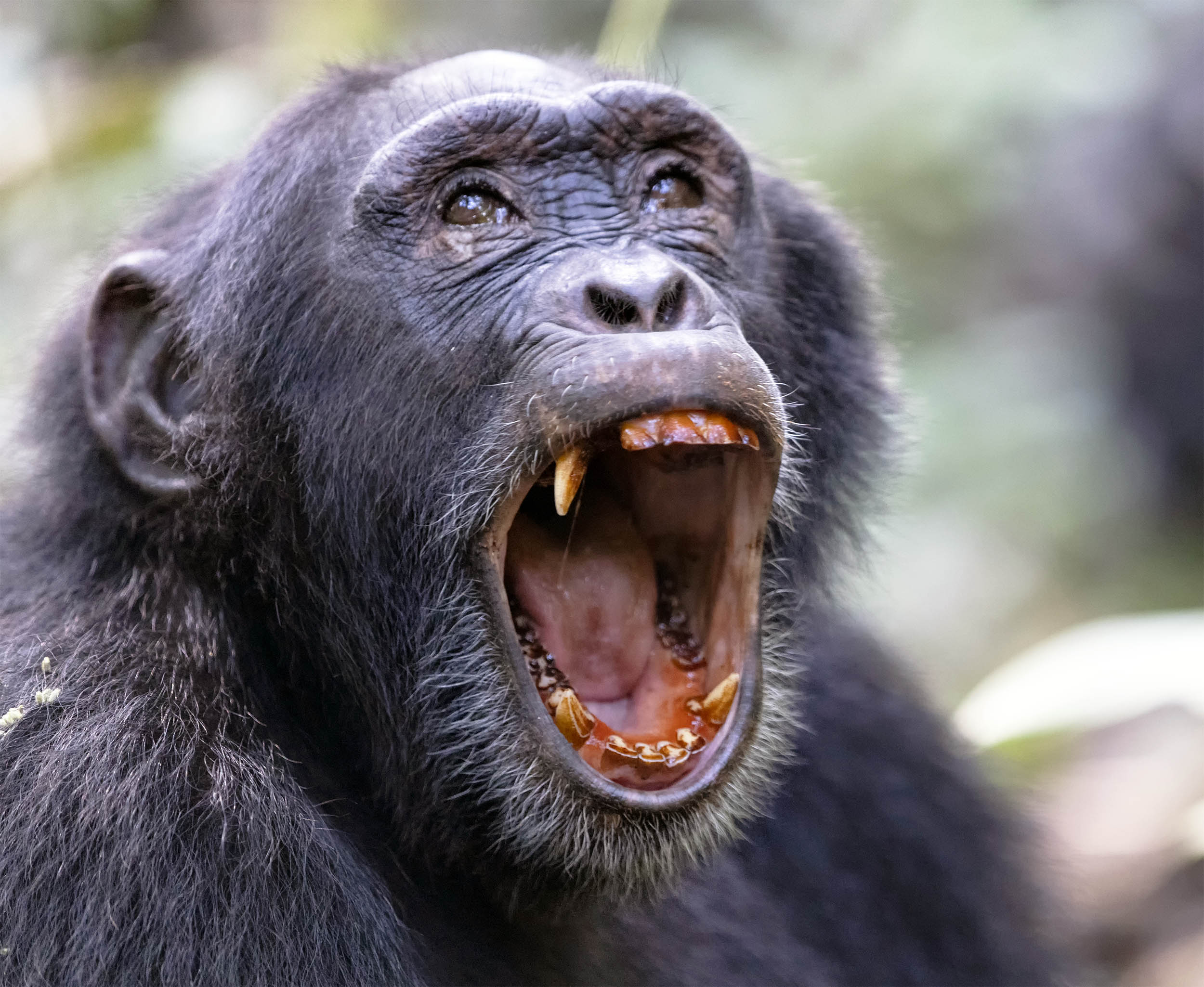 Scientists say 200 wild chimpanzees in Uganda have been locked in a violent 'civil war' for eight years, but they have no idea why