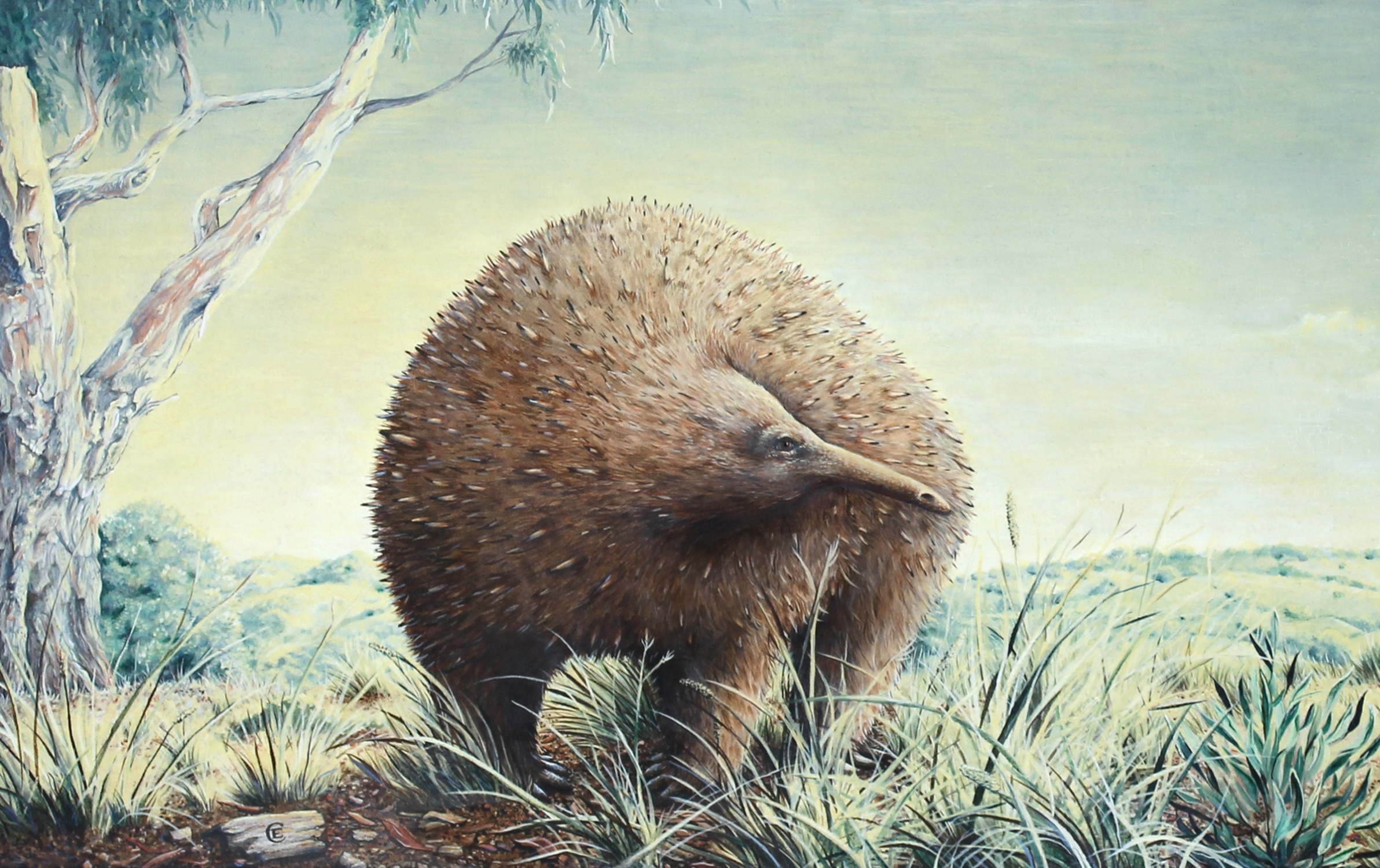 Giant echidna fossil found in Australia fills a major gap in animal history
