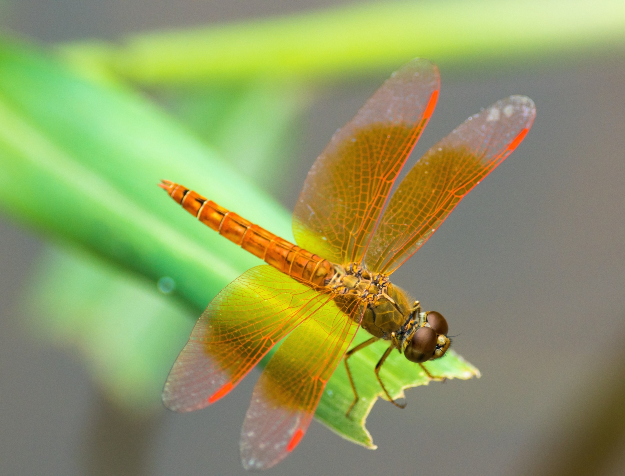 Dragonflies see deeper red light than humans, using the same visual trick