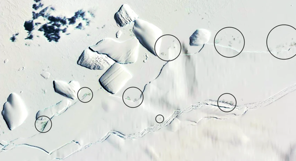 Satellite discovery exposes a growing threat to emperor penguins