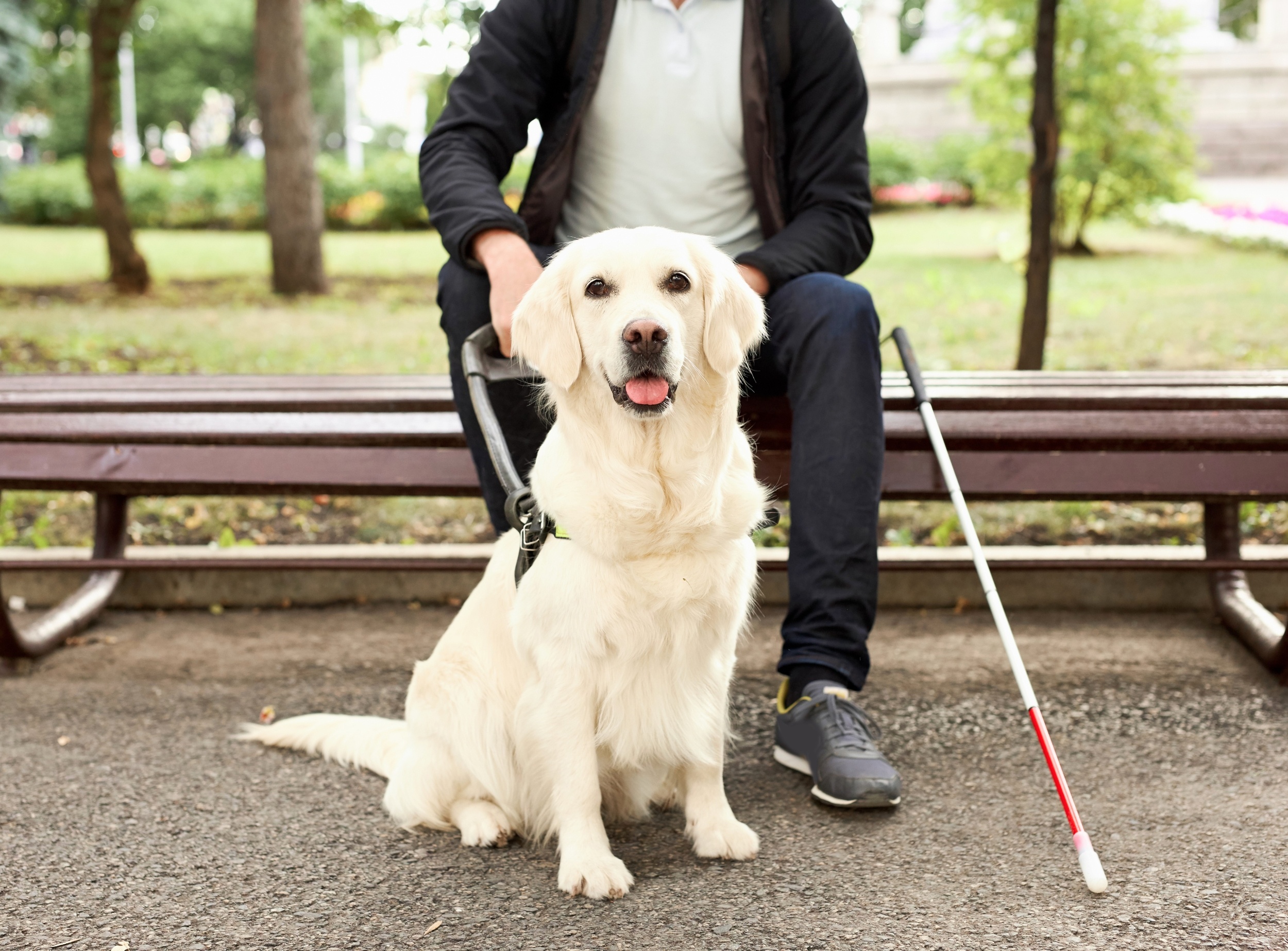 Assistance dogs act as caregivers, not just companions