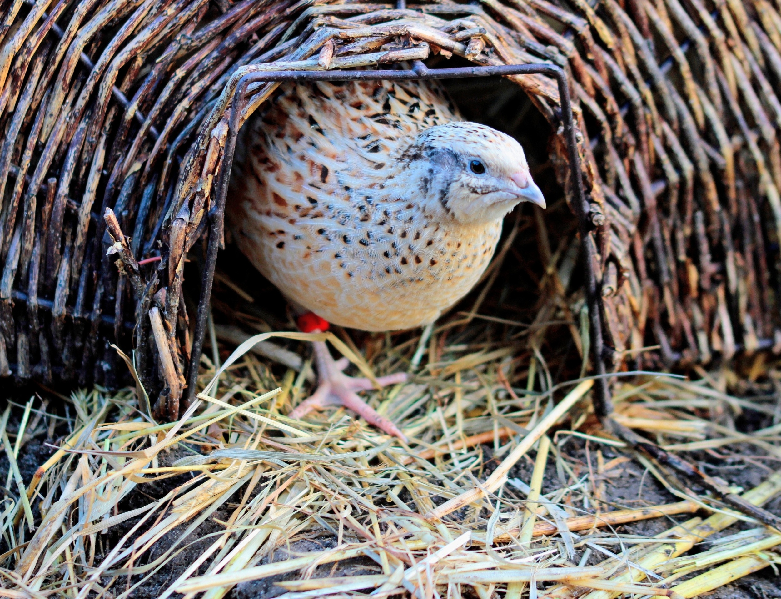 Birds that invest more in offspring age faster and die younger