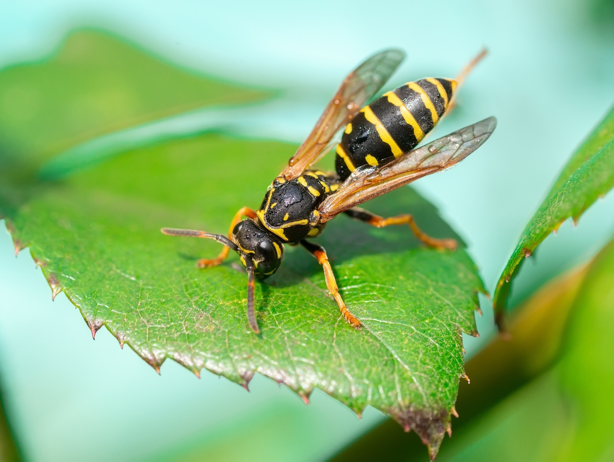 Climate warming is pushing bees and wasps out too early - and with less energy