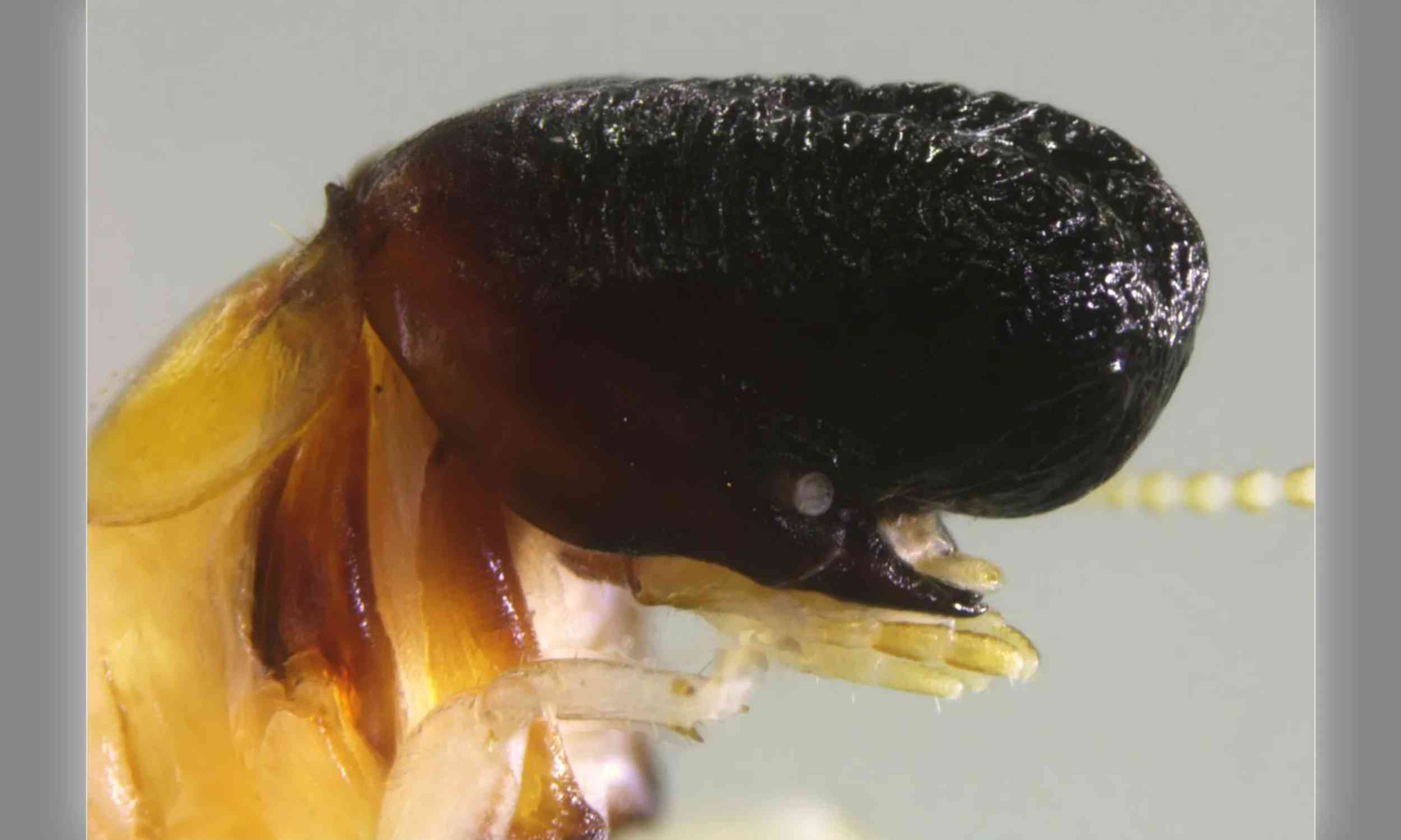 Scientists discover bizarre termite species with whale-like head