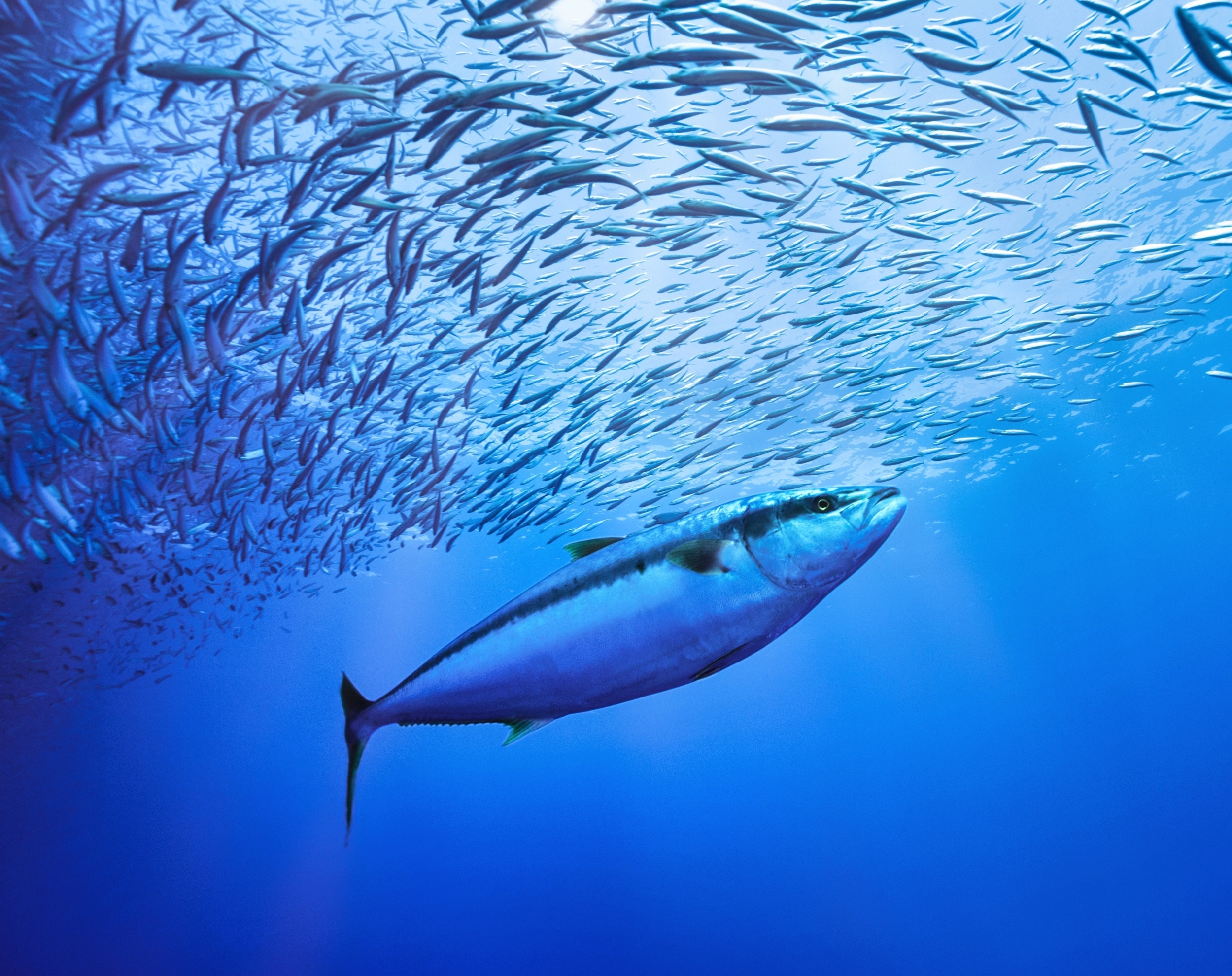 Warming oceans are pushing top predators toward overheating