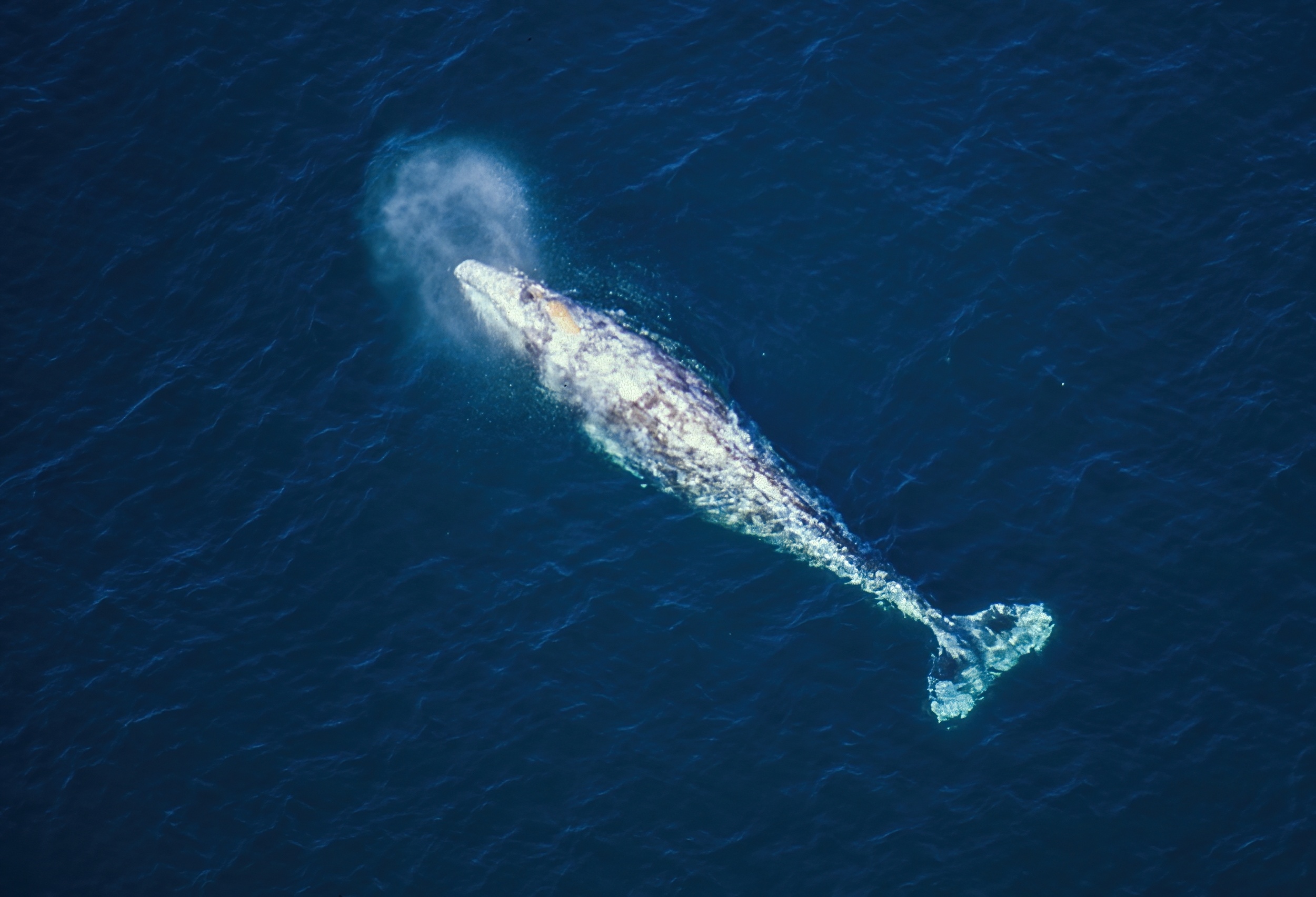 Gray whales are dying in San Francisco Bay as they search for food