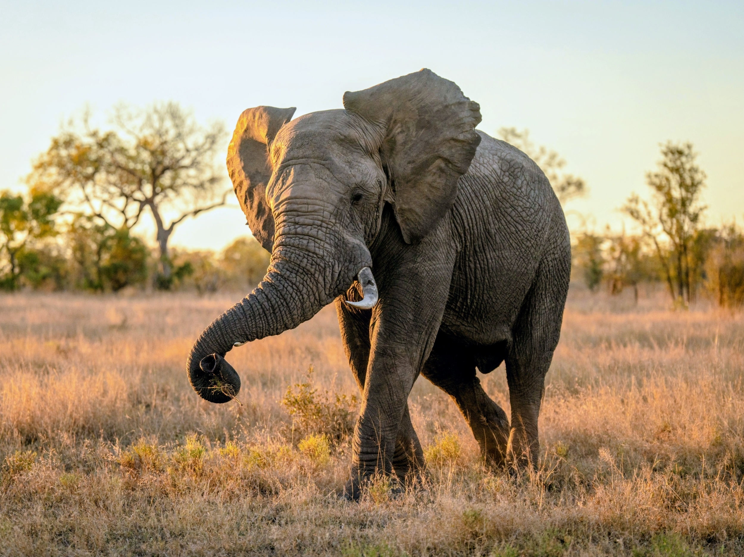 Africa's ecosystems are becoming more alike in subtle ways