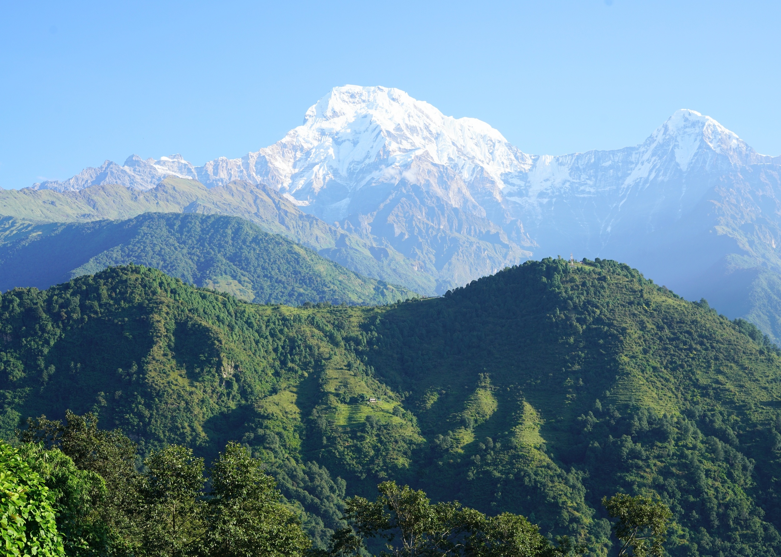 Plants are climbing higher across the Himalayas as the climate warms
