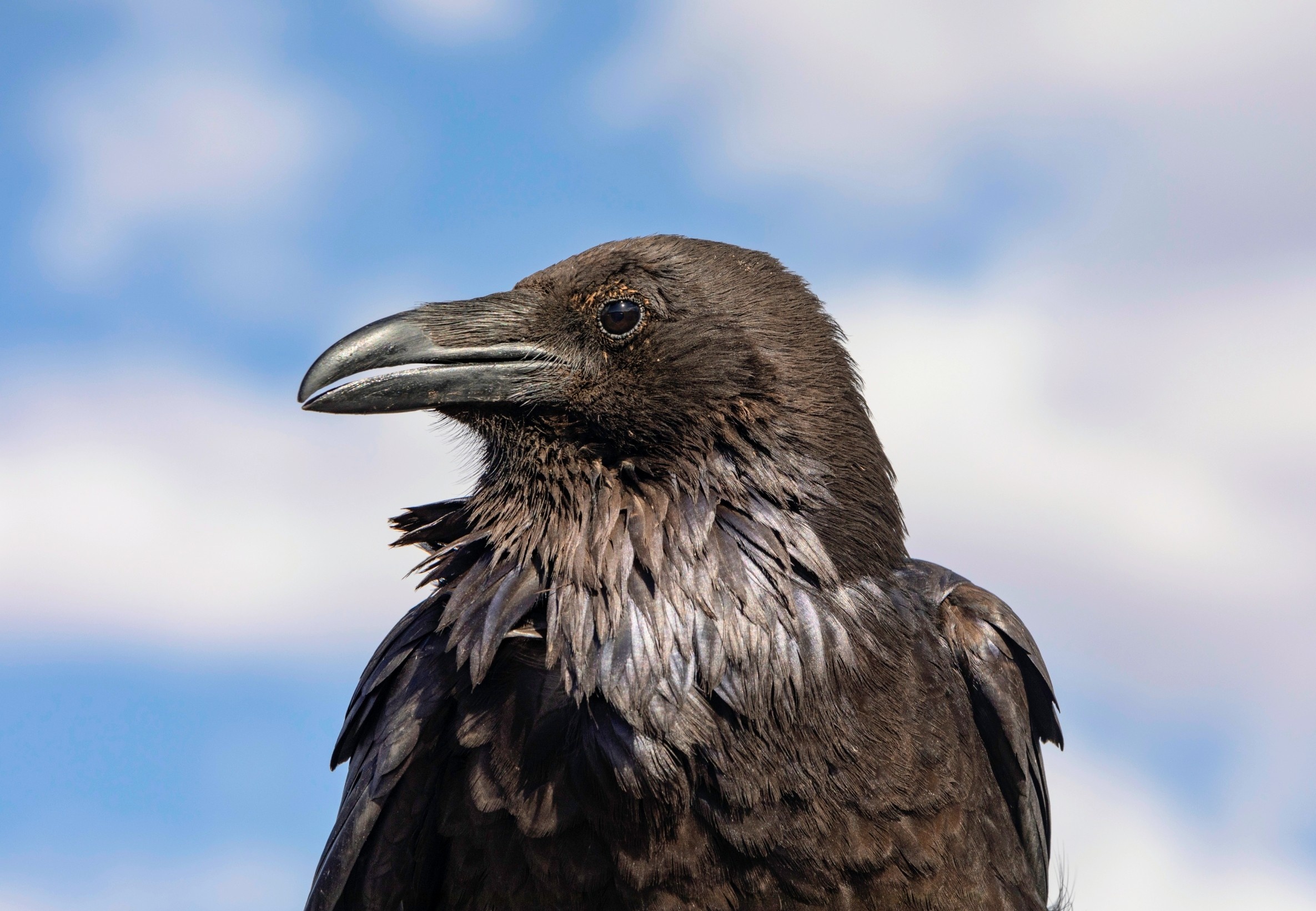 Ravens that take risks around humans are less likely to survive
