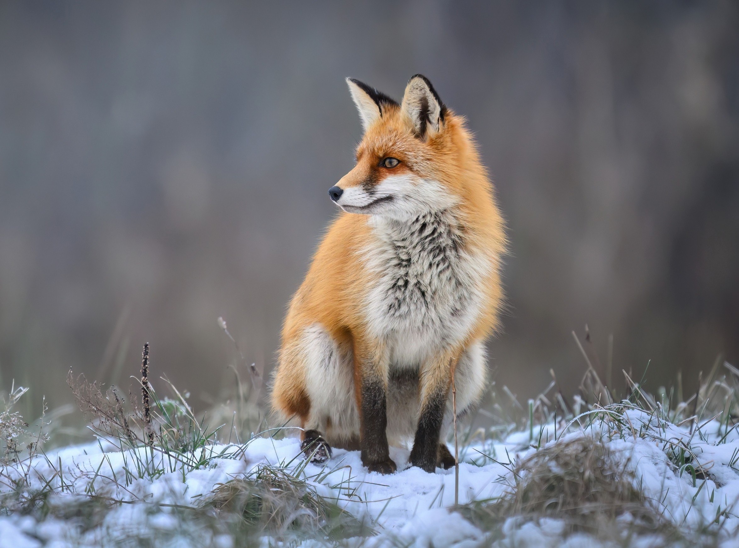 Foxes and birds are spreading dangerous antibiotic-resistant bacteria