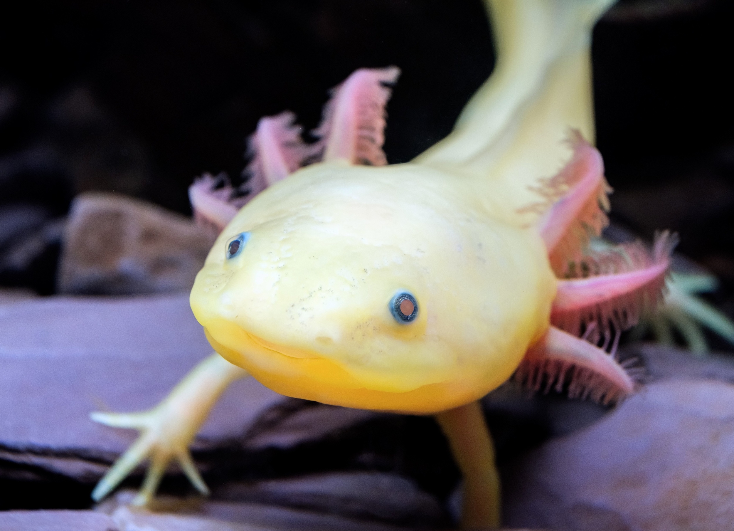 Salamander gene discovery could lead to human limb regeneration