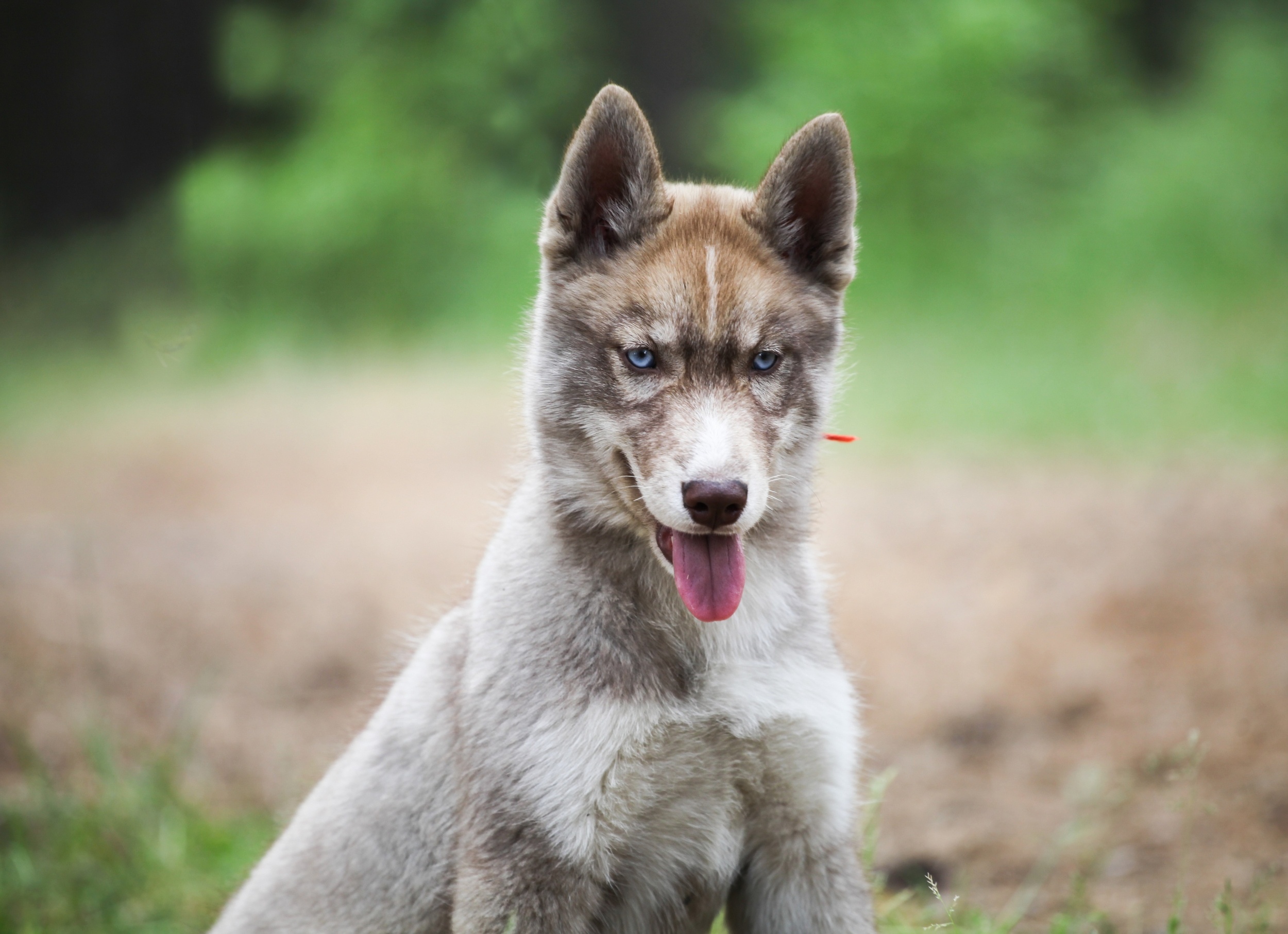 Dogs were already widespread 14,000 years ago, long before modern civilization emerged