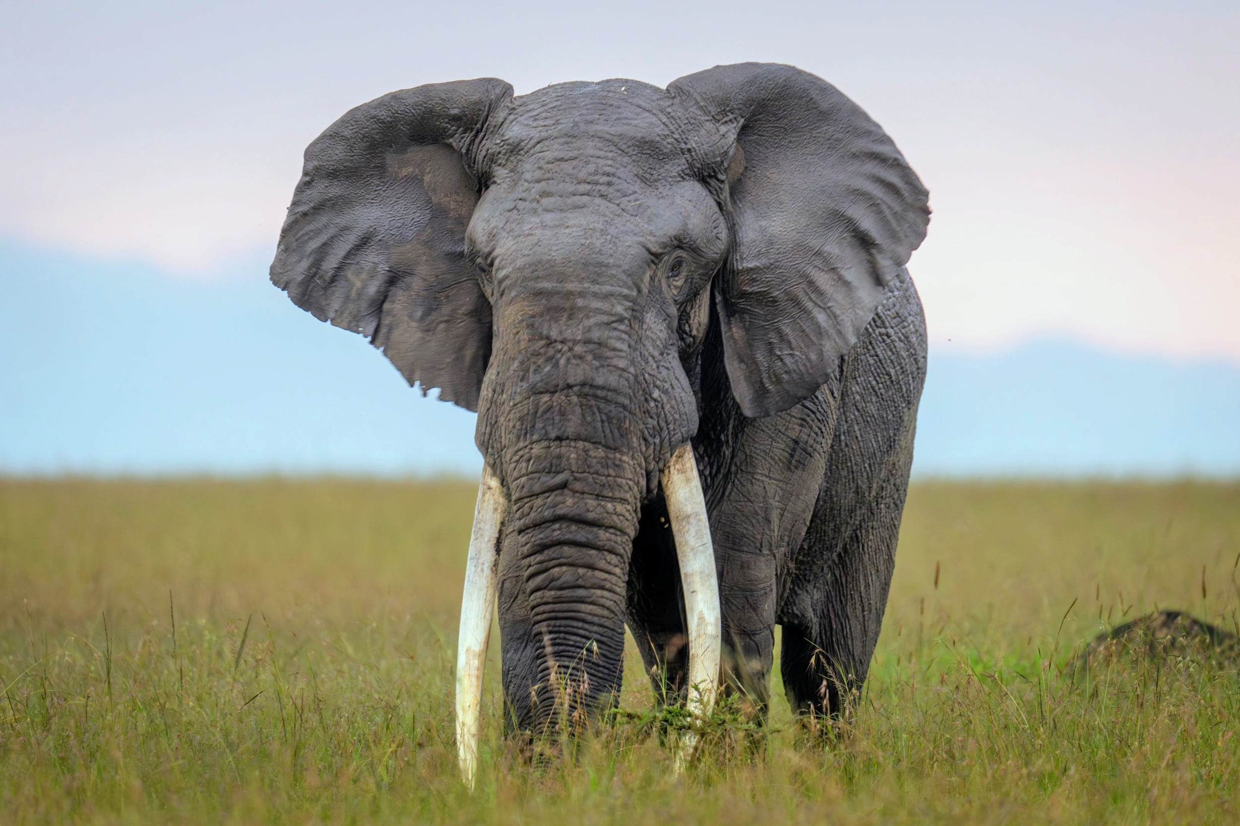 Africa’s elephants are growing more isolated as their world shrinks