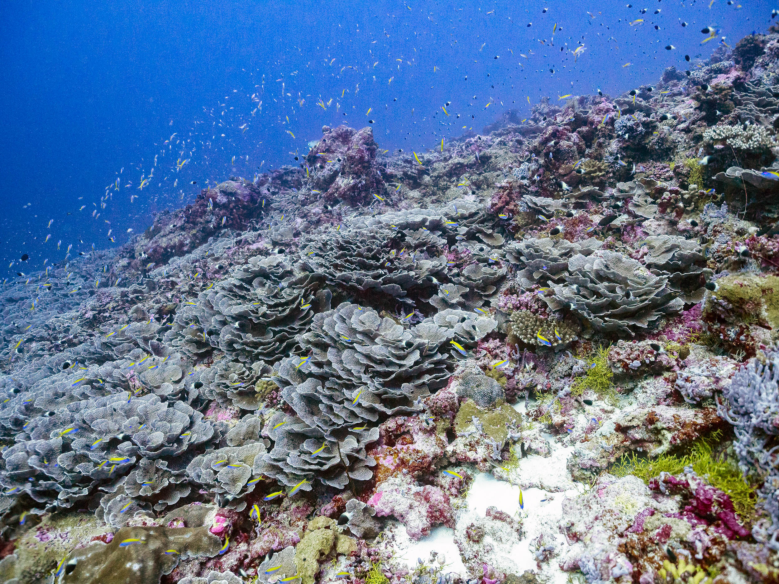Global 'Map the Giants' project races to identify massive coral colonies before they vanish forever