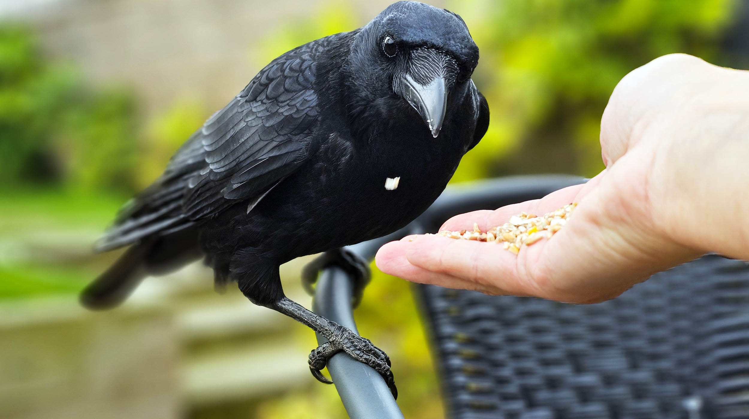 Animals' personalities shape how they behave around humans, and how long they survive