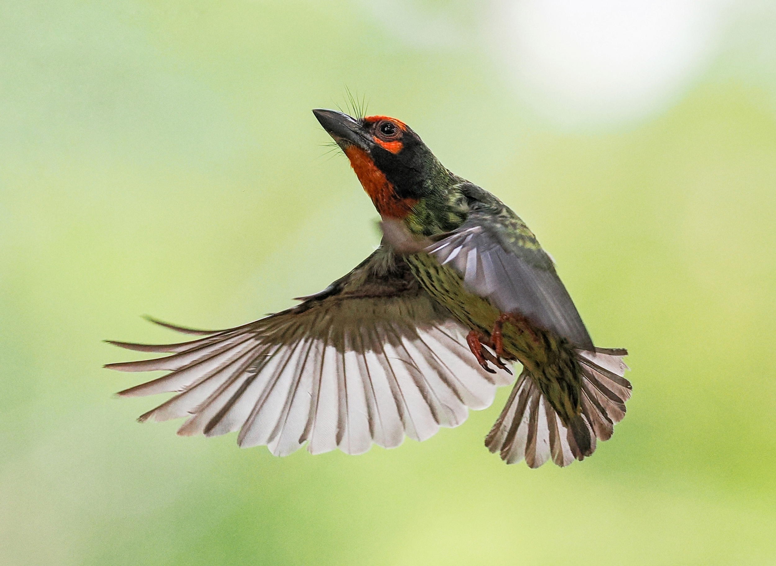 Flashier bird dances may signal health, not intelligence
