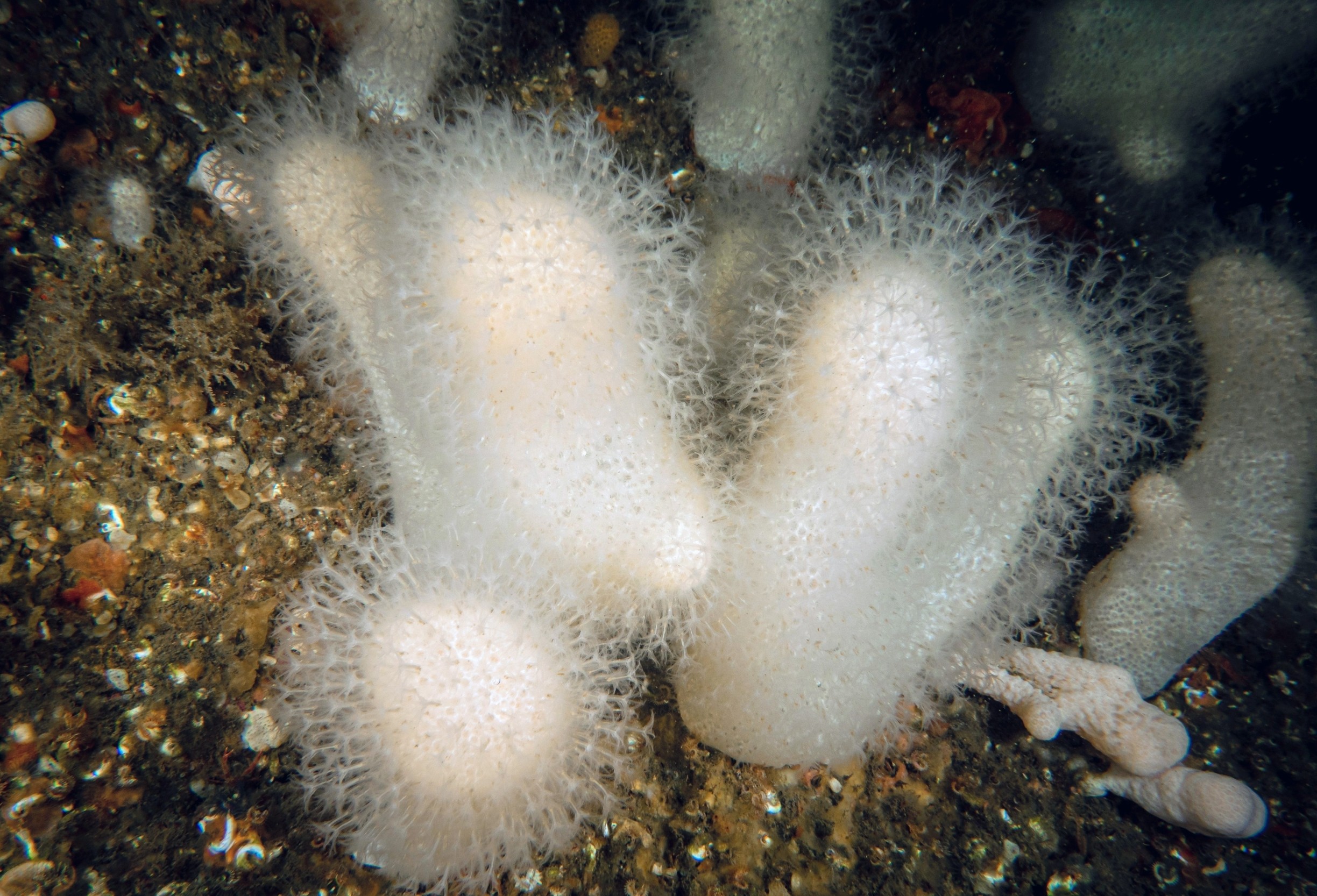 Deep-sea corals vanished for 1,000 years - and now we know why