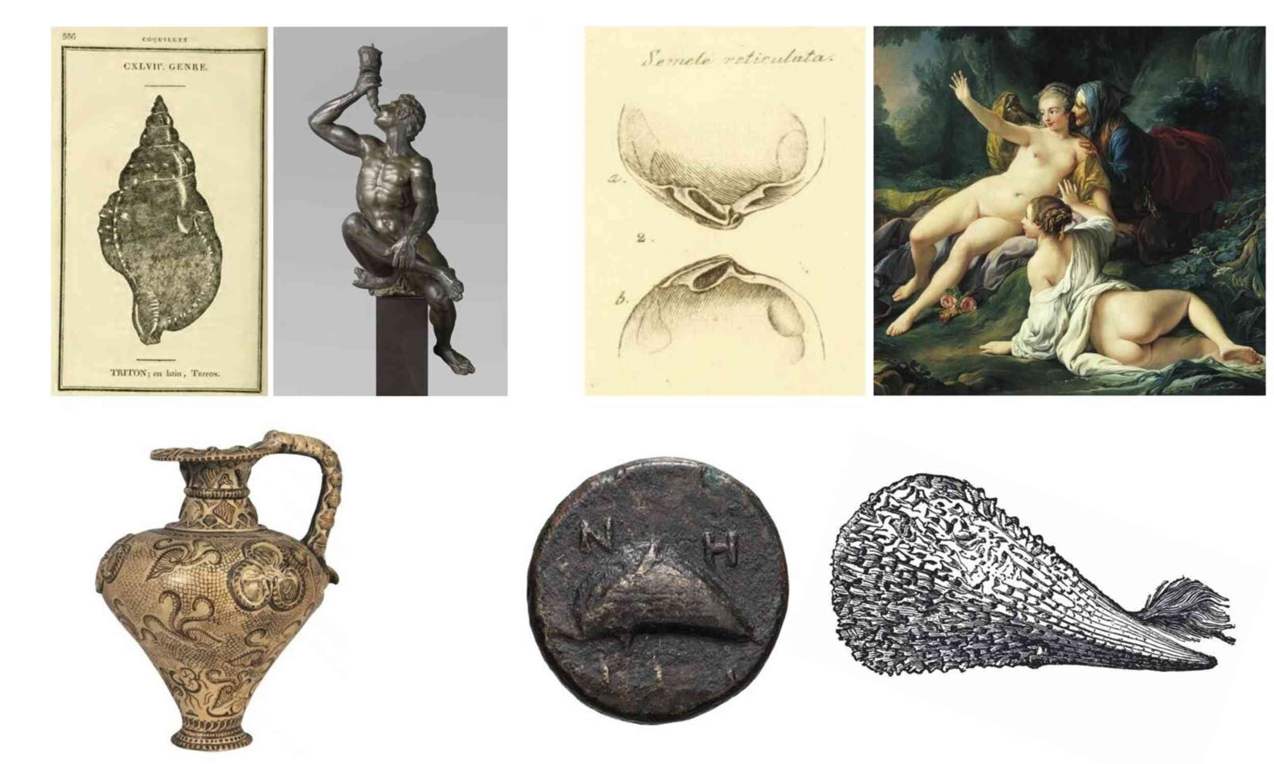 The language of mollusks: Why 72% of names come from Ancient Greek