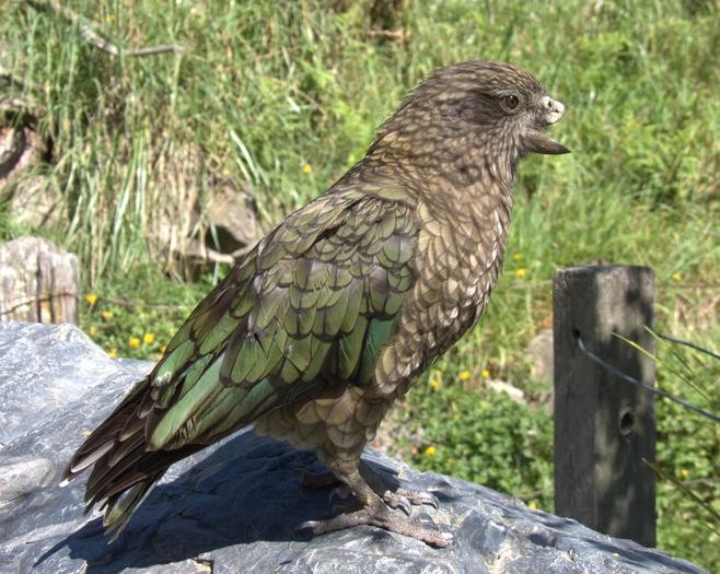 Disabled parrot becomes alpha male with a unique fighting style