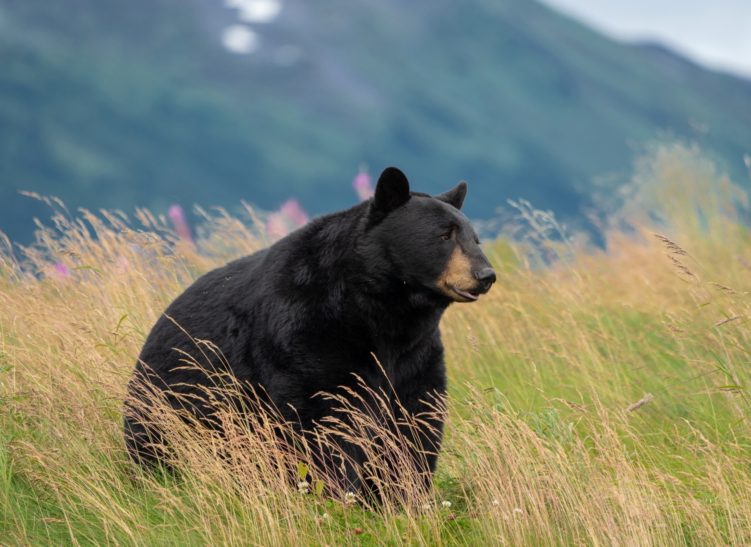 What’s inside a black bear’s gut can reveal secrets about the environment