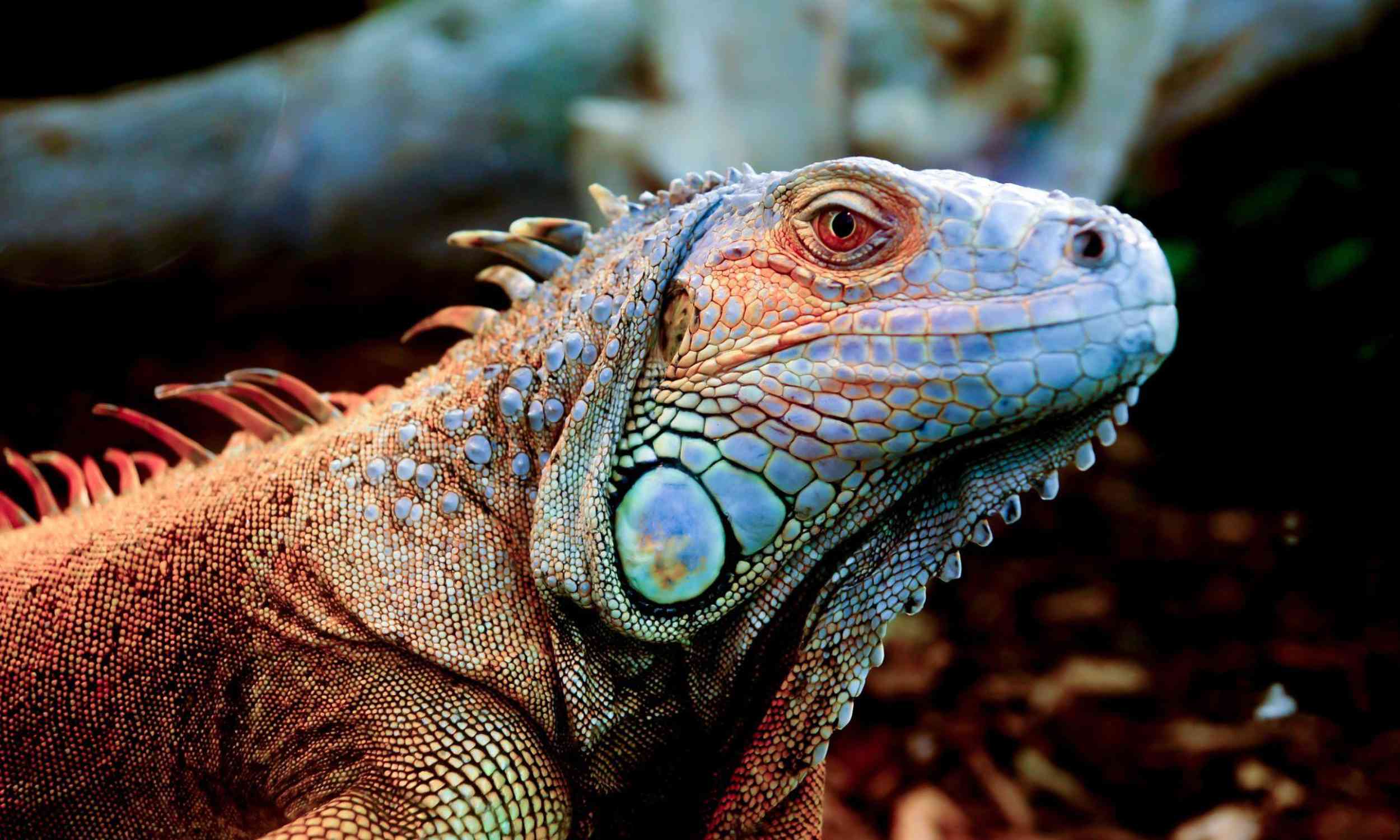 This strange reptile is spreading so fast that Taiwan is paying people to catch it