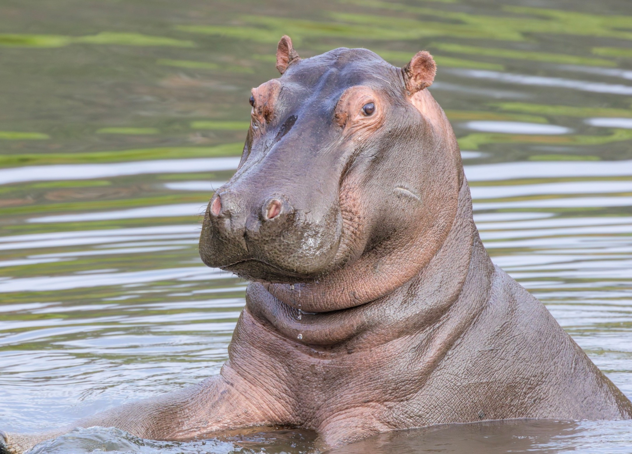 Colombia’s 'cocaine hippos' are spreading fast and taking over rivers