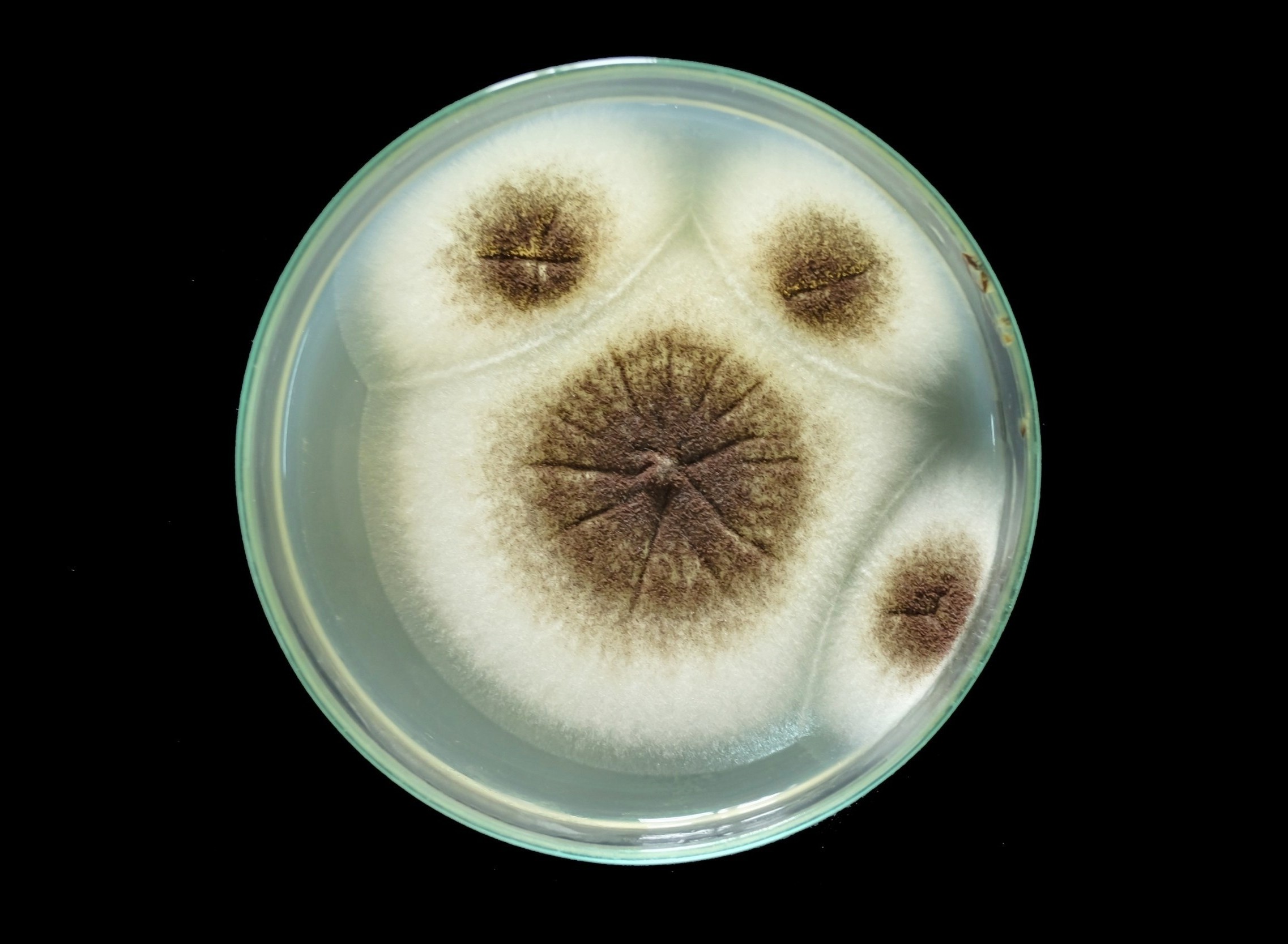 Mars missions face new contamination risk from hardy fungus