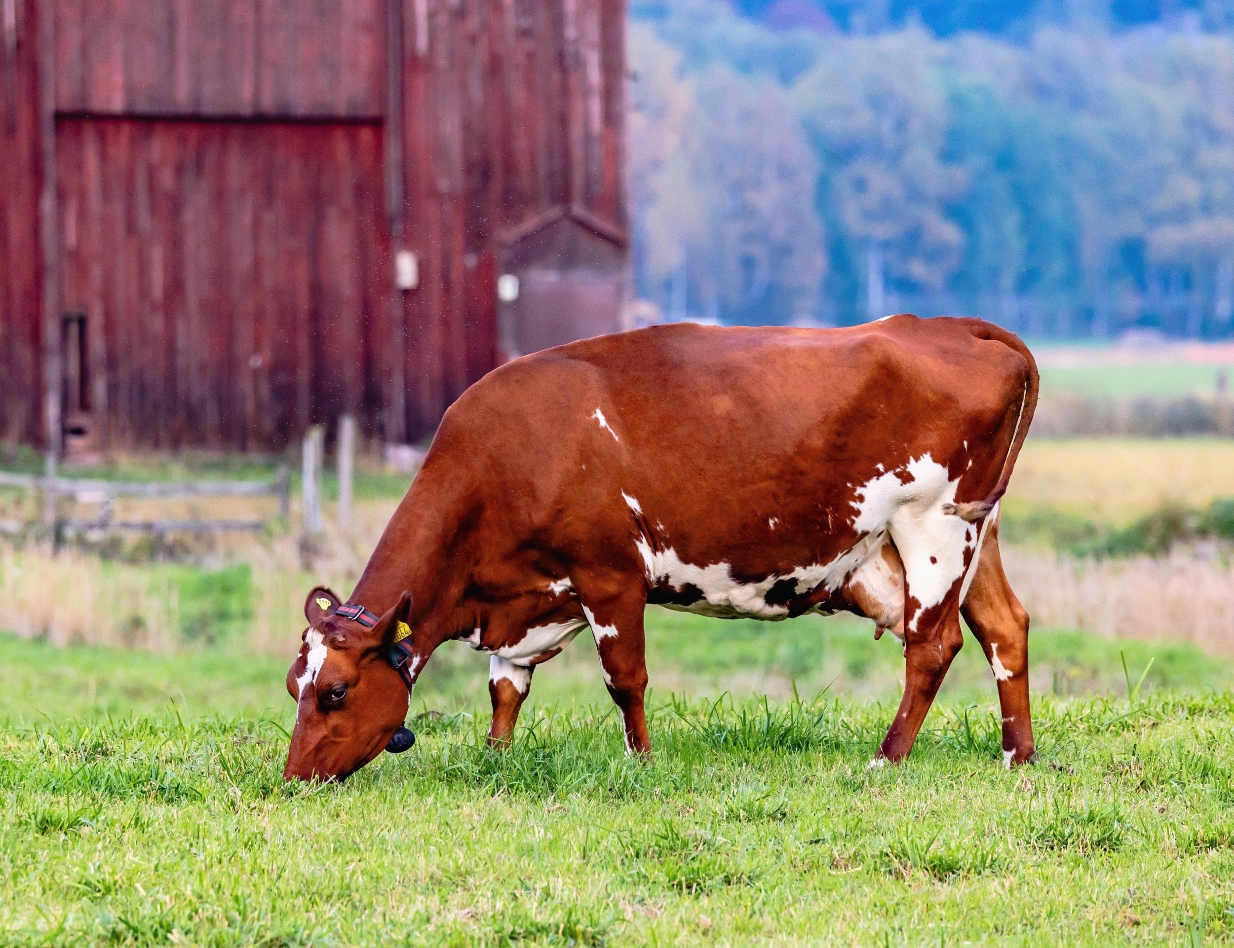 Milk’s true carbon cost isn’t just cows - it’s hidden in the soil