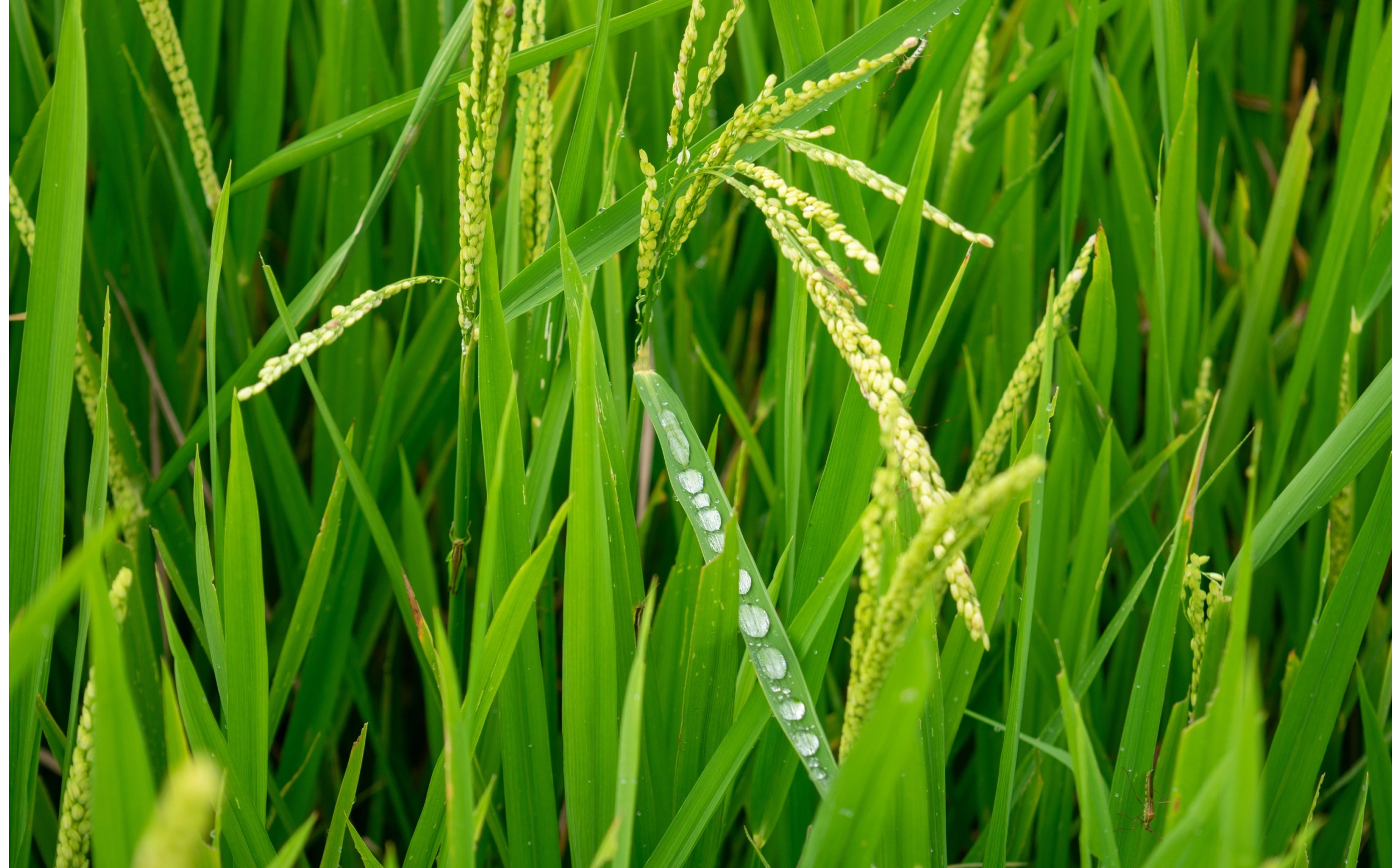 Plants can hear rain - and it helps them grow faster - Earth.com
