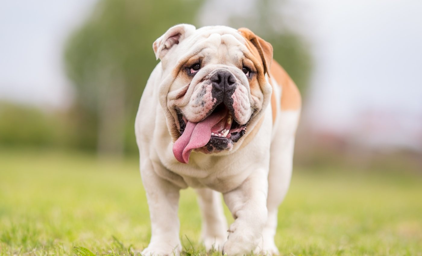 New injection helps bulldogs breathe without surgery