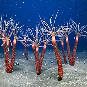 Illustration of Paleocanna tentaculum, an early jellyfish species that lived 450 million years ago. Credit: Louis-Philippe Bateman