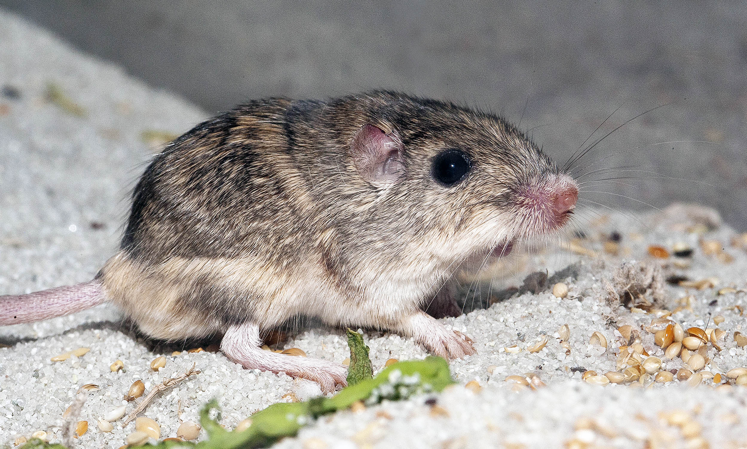 Most endangered mouse in North America is proving to be very resilient as climate change intensifies