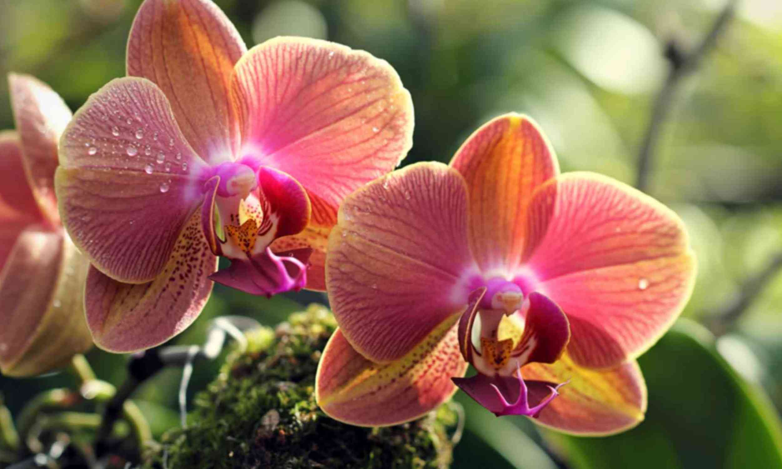 Orchid root rot isn’t caused by one fungus - it’s a complex mix
