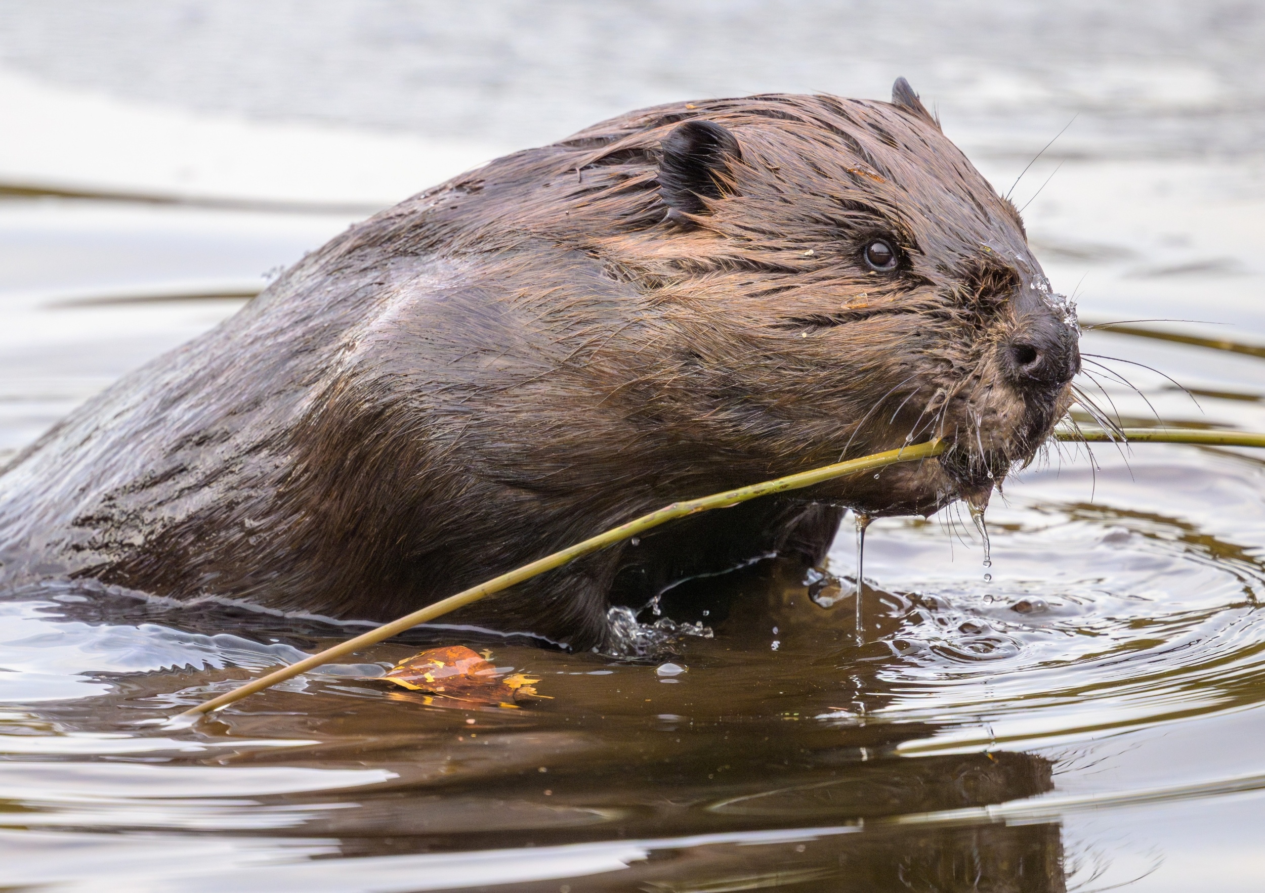 Beavers are transforming Arctic rivers and lakes in unexpected ways