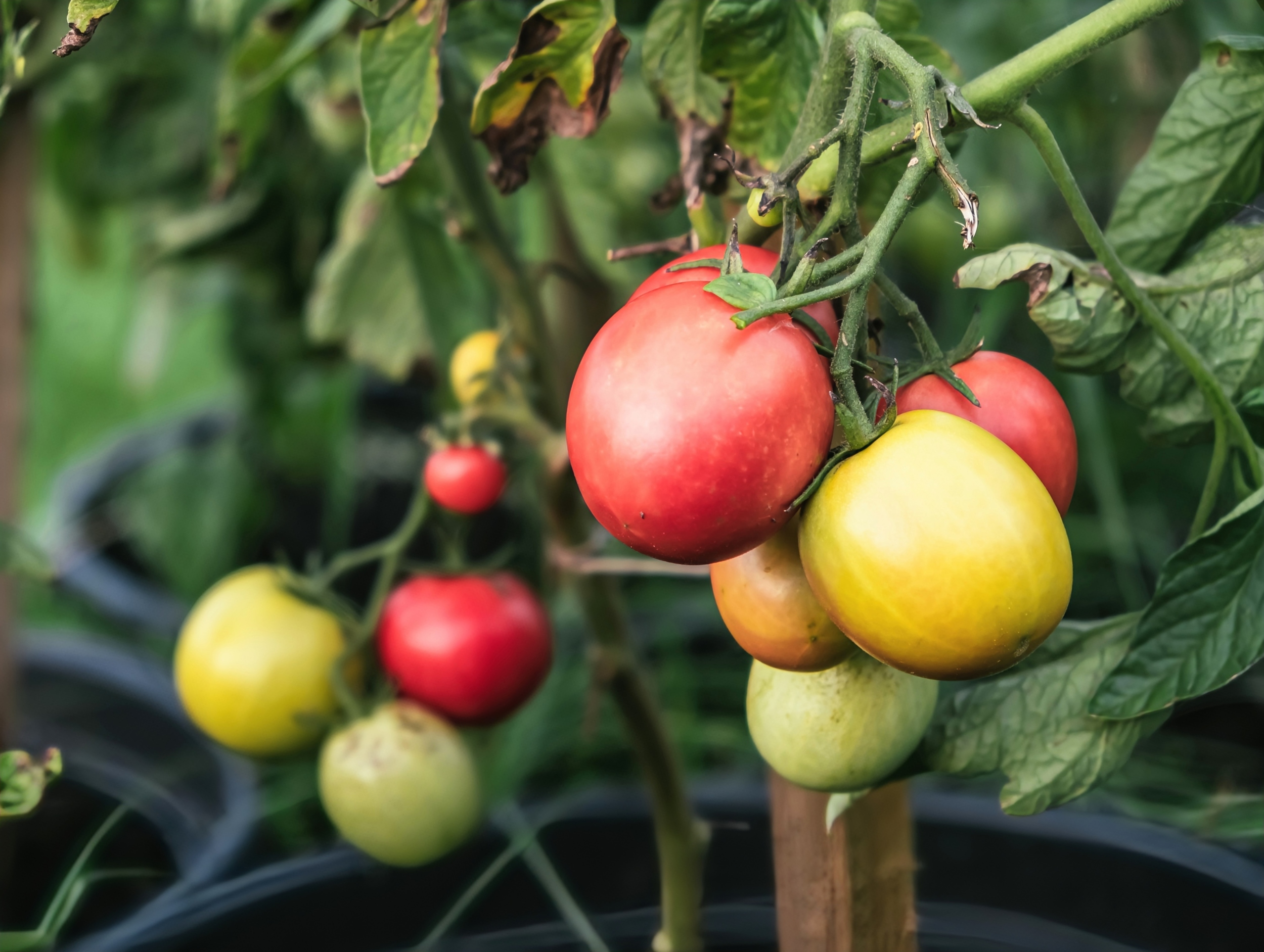 Plastics are entering food crops and stunting their growth