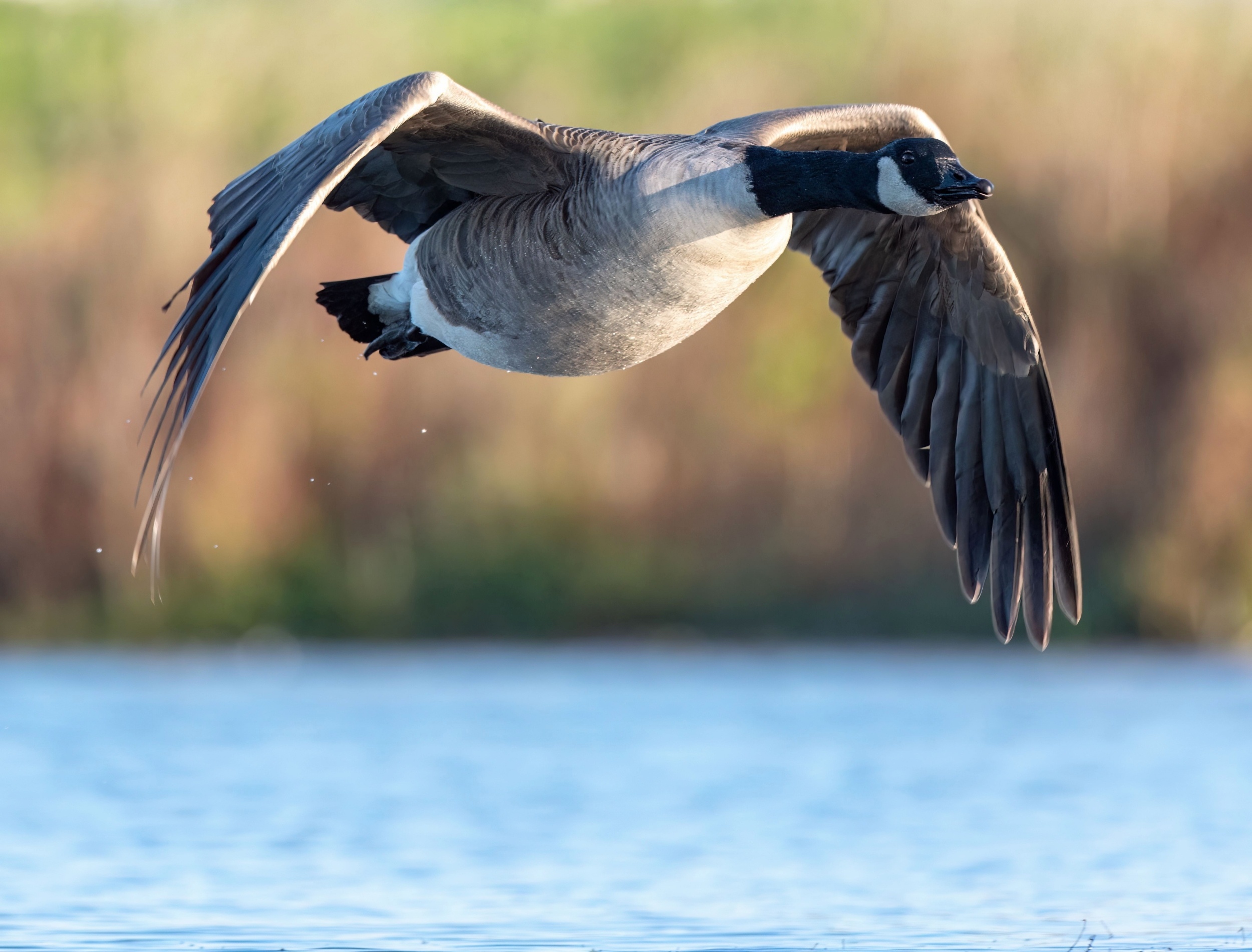 Goose poop may become a valuable source of protein and fertilizer