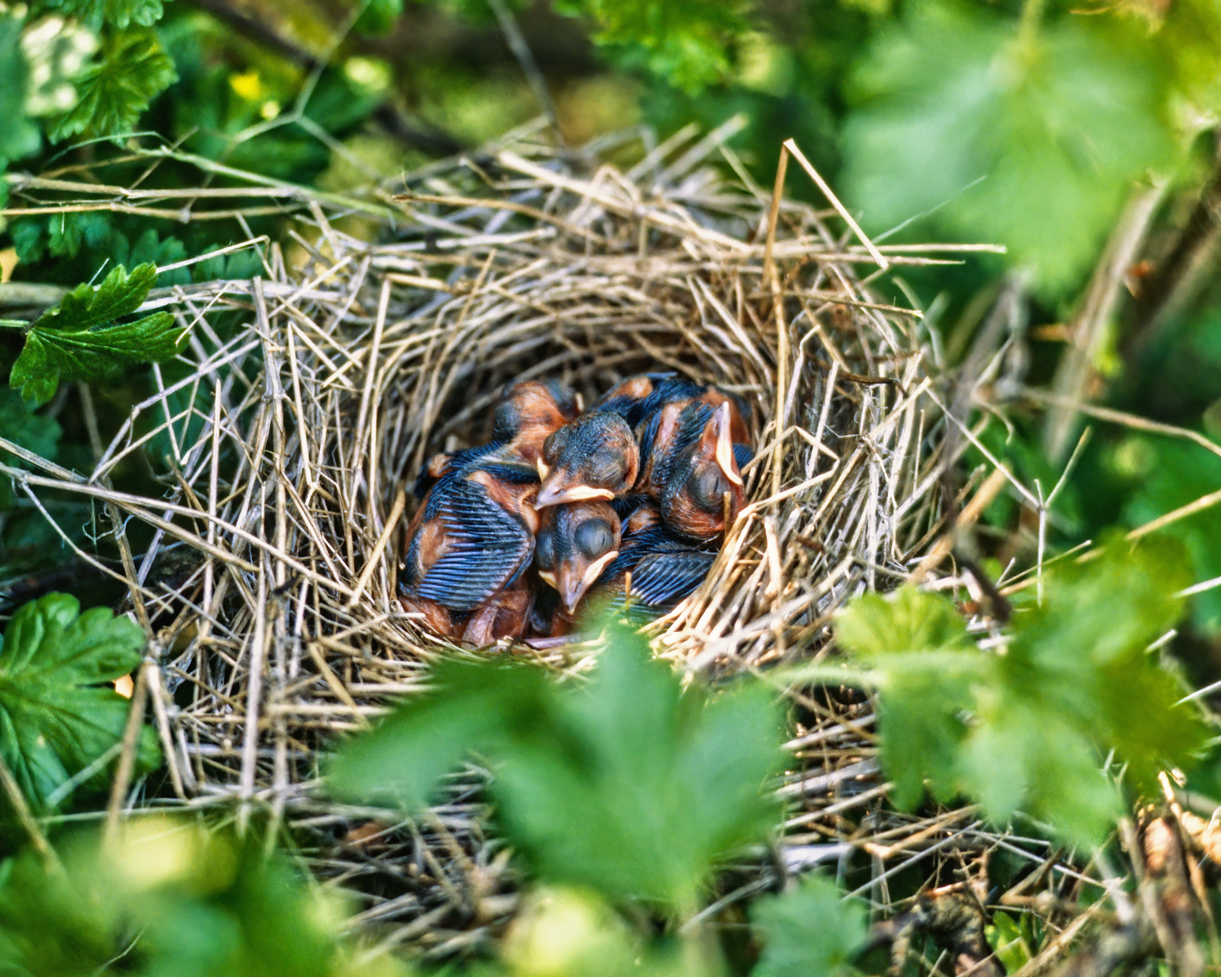 Extreme heat and cold hit the smallest baby birds hardest