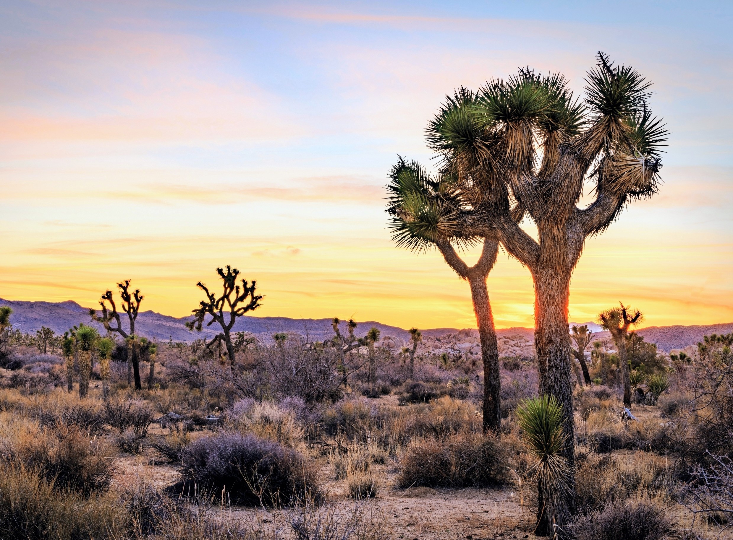 California’s iconic trees may lose most of their habitat this century