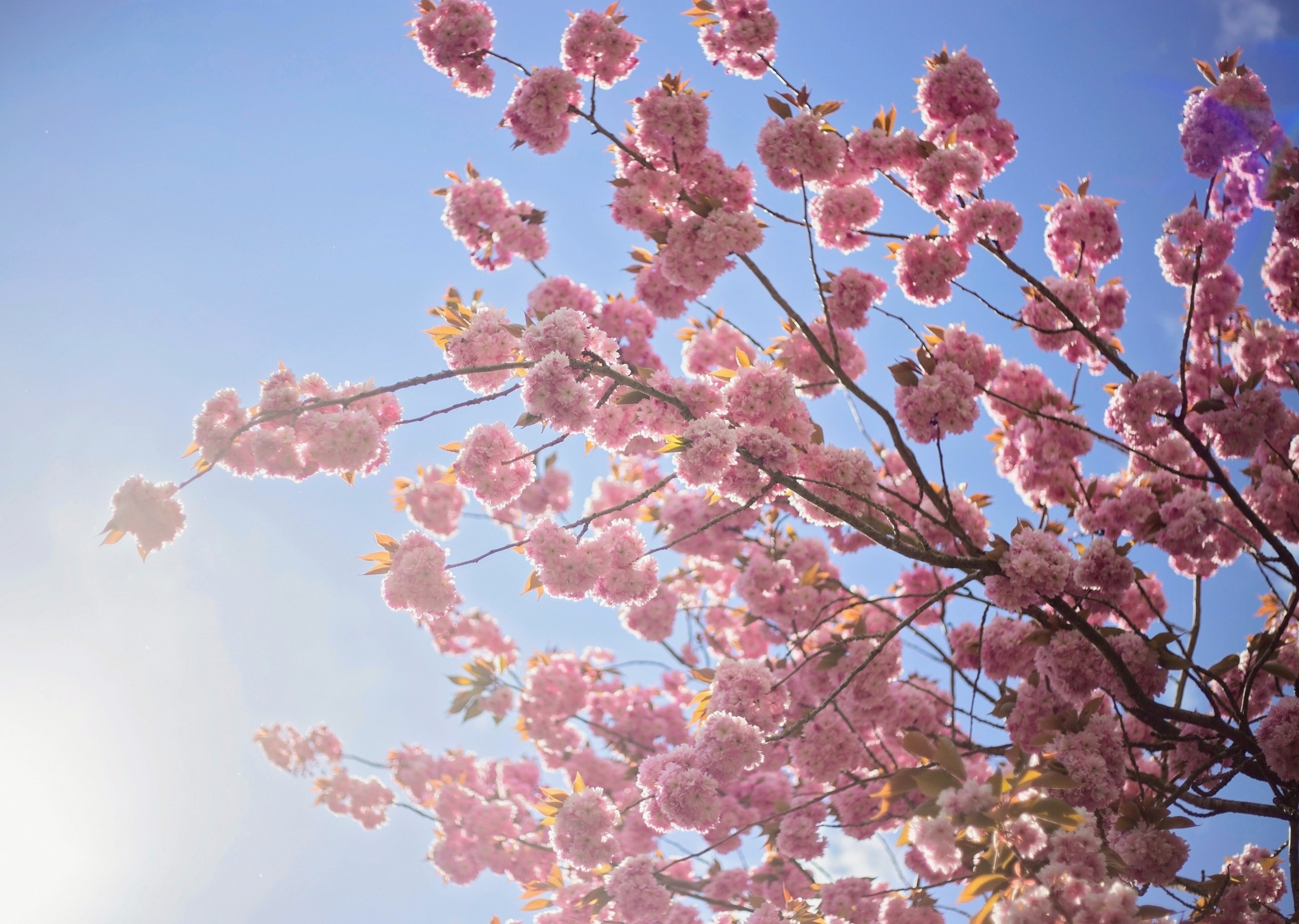 Japan’s famous cherry blossoms are fading as winters grow too warm 