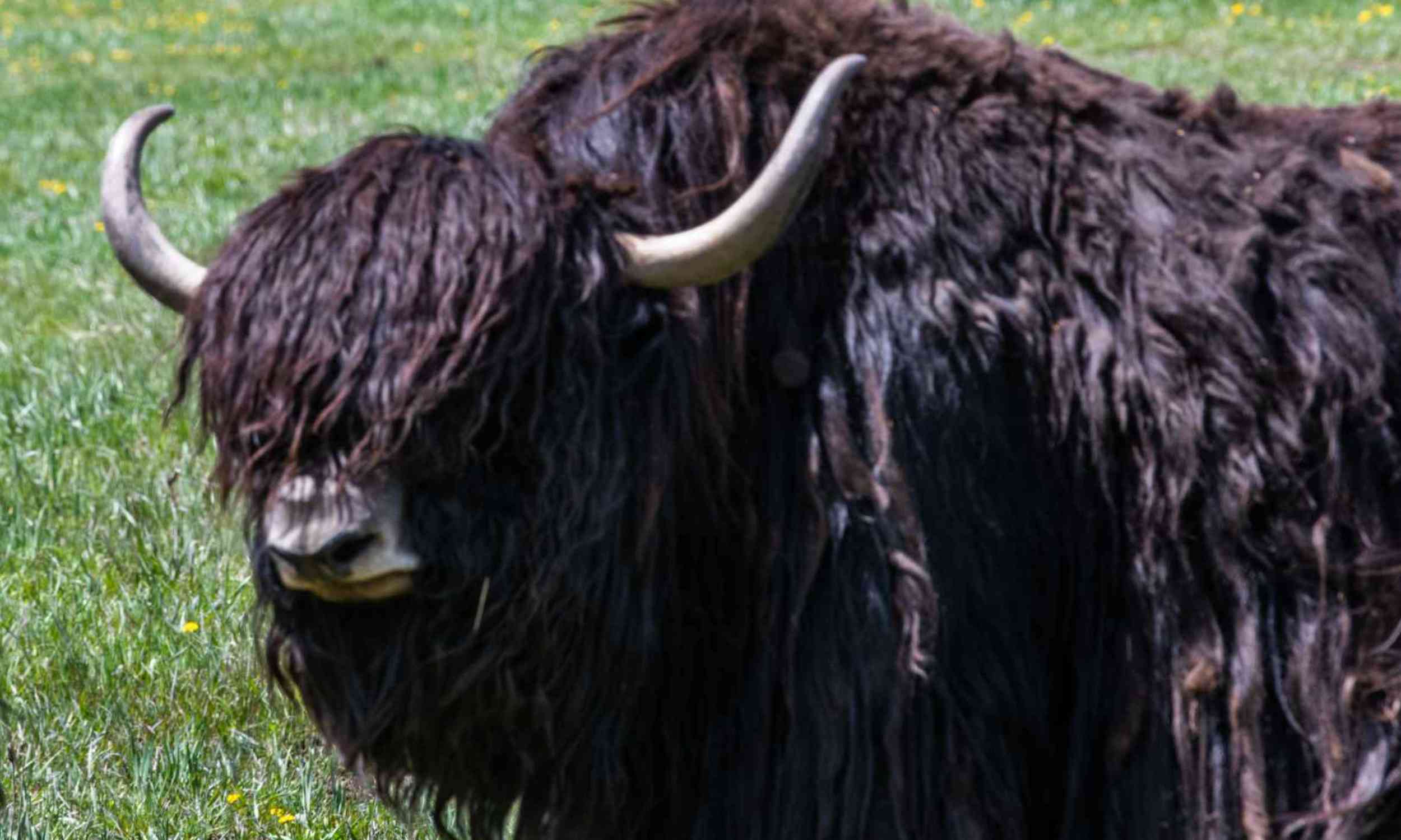High-altitude animals may hold clues to repairing the human brain