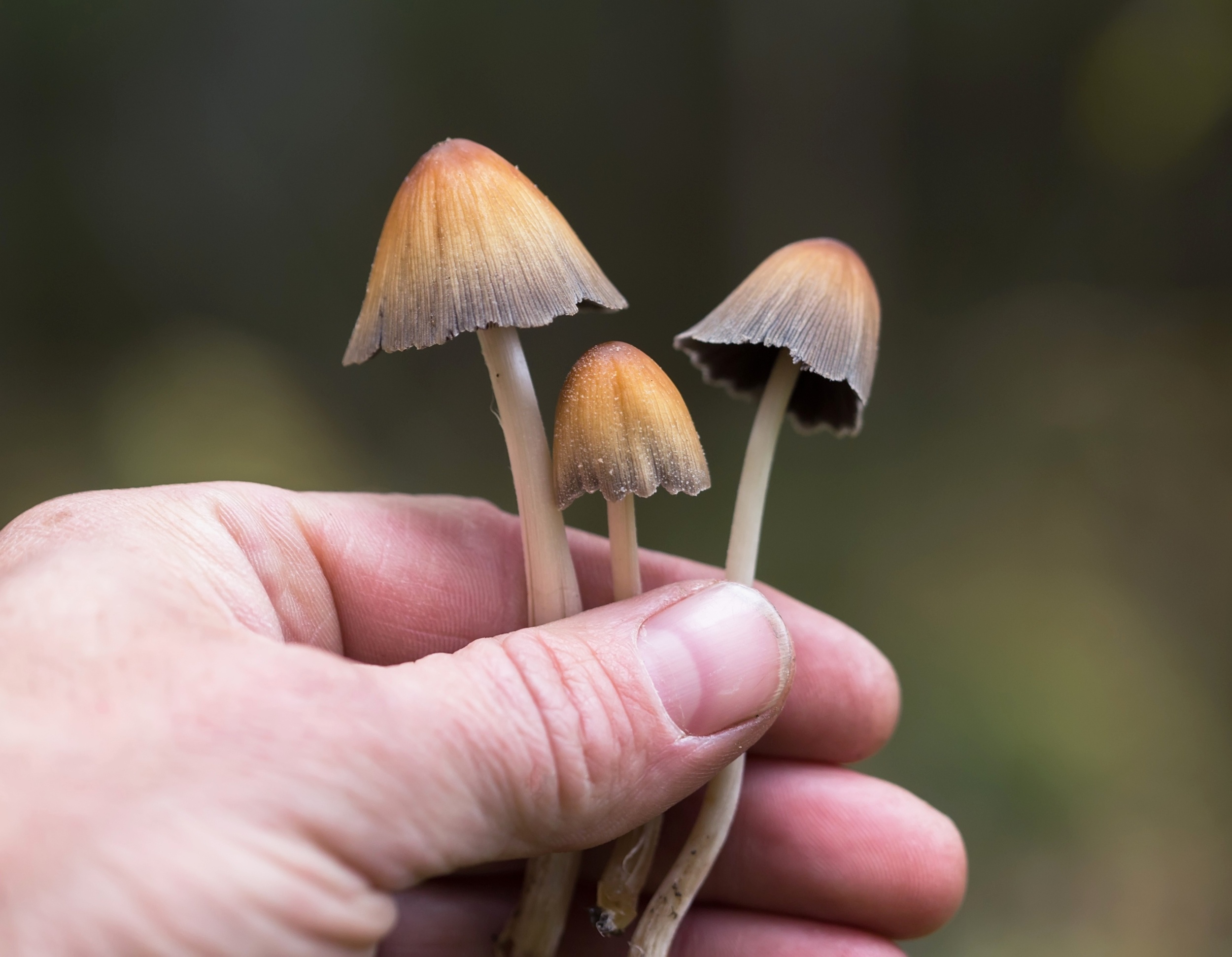 Eight million Americans used psilocybin in 2024, raising new concerns