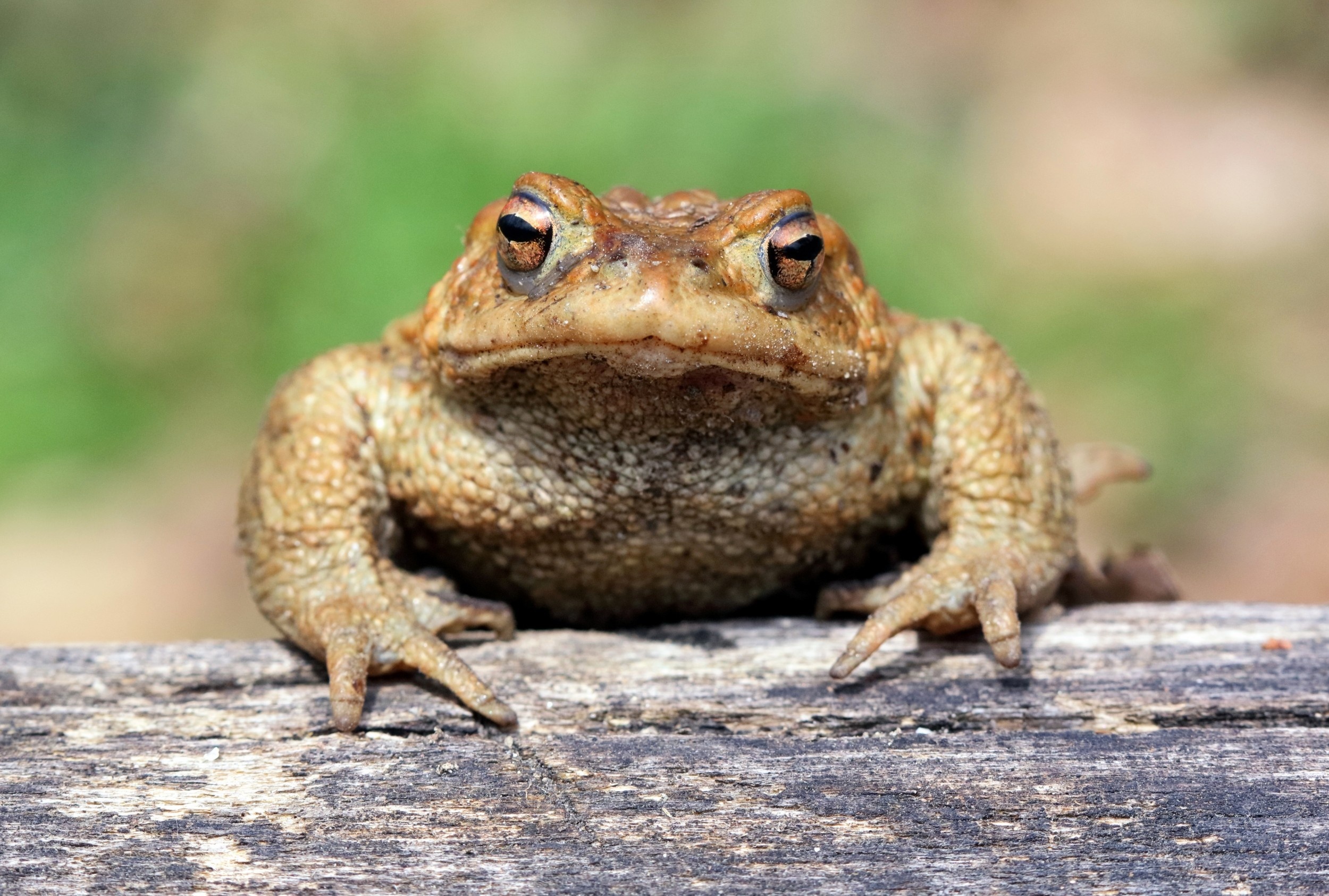 Invasive cane toads evolved larger bodies in just decades