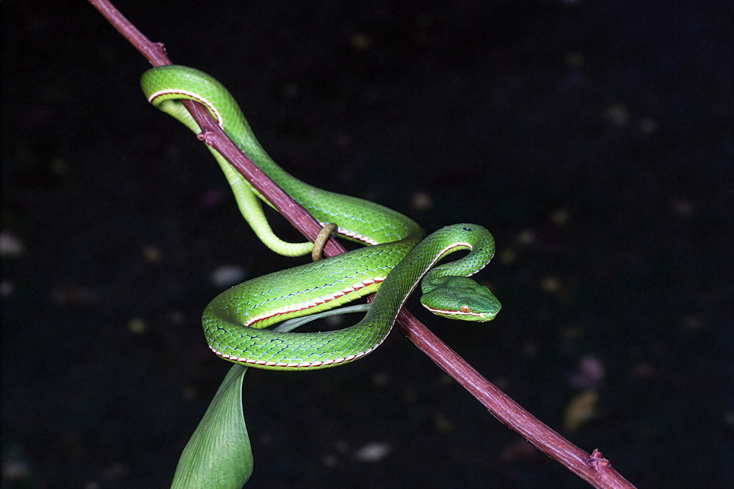 Vibrant green snake found in China turns out to be a new species