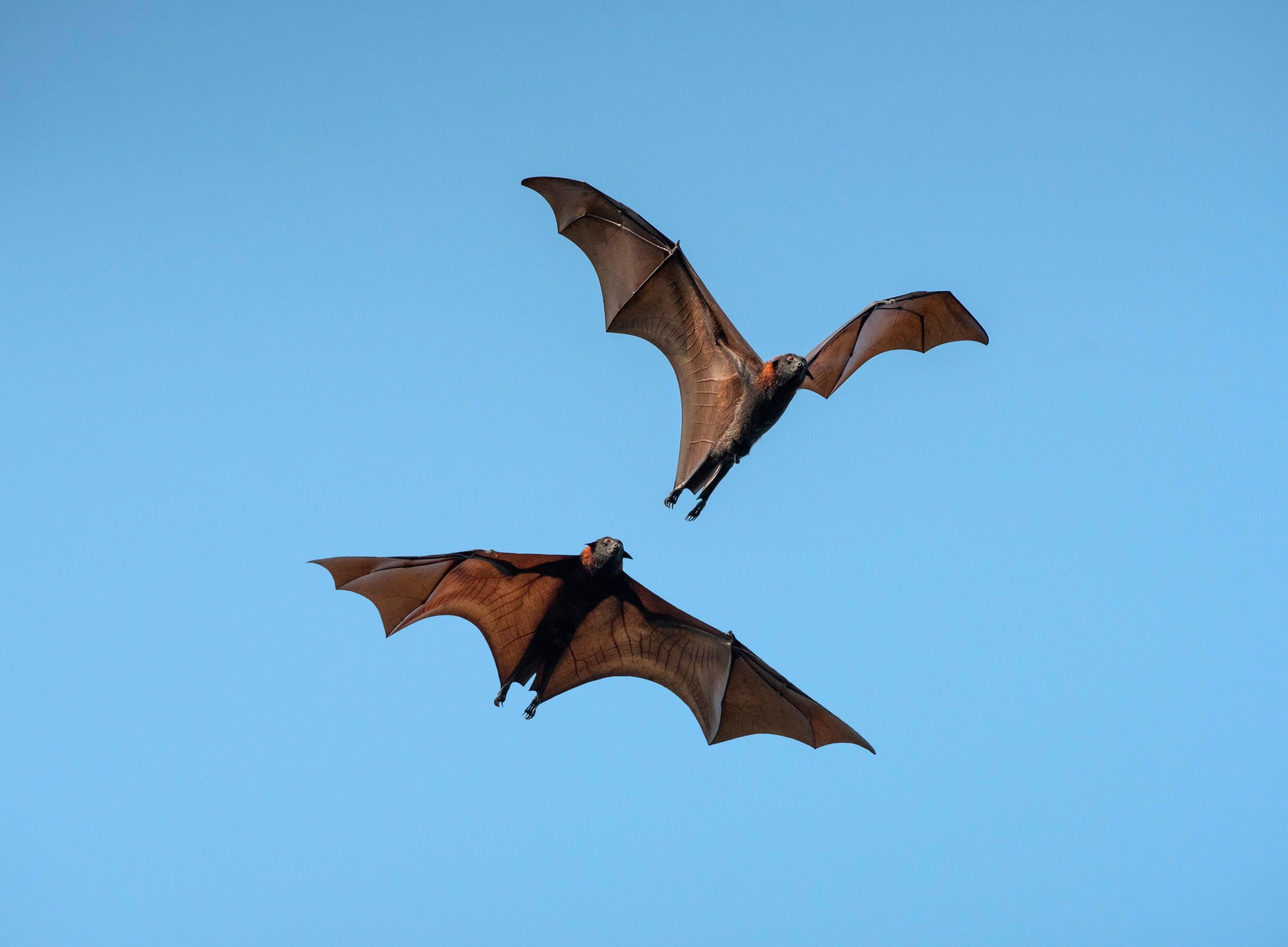 Bats change their echolocation calls when skies get crowded